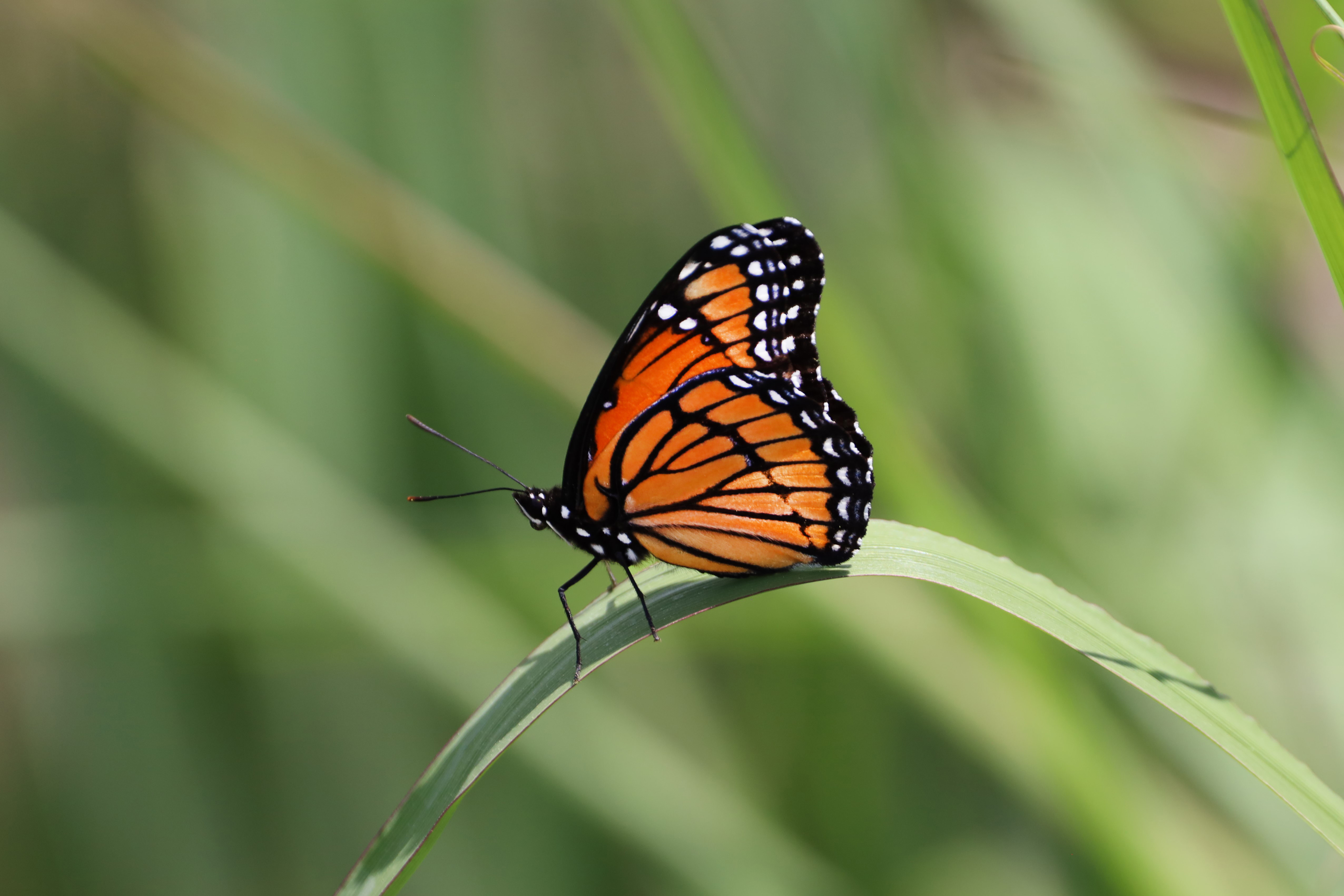 70836 скачать картинку бабочка, животные, узор, лист, крылья - обои и заставки бесплатно