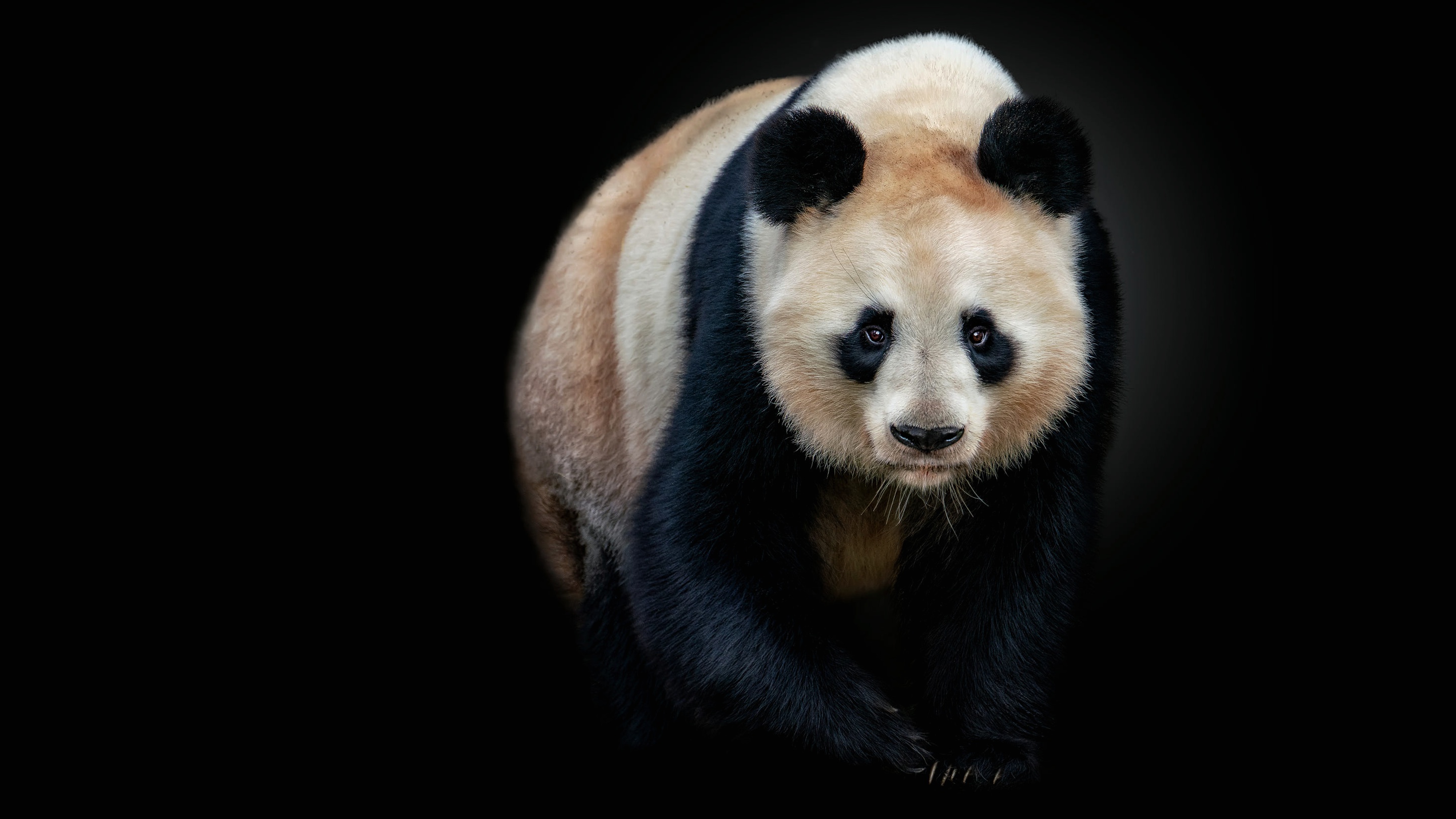 Панда фото на белом фоне