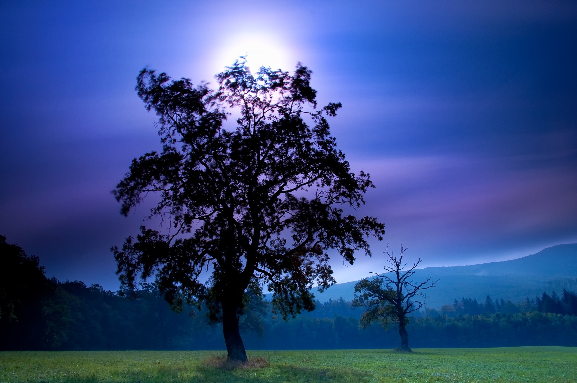 Дерево ночью