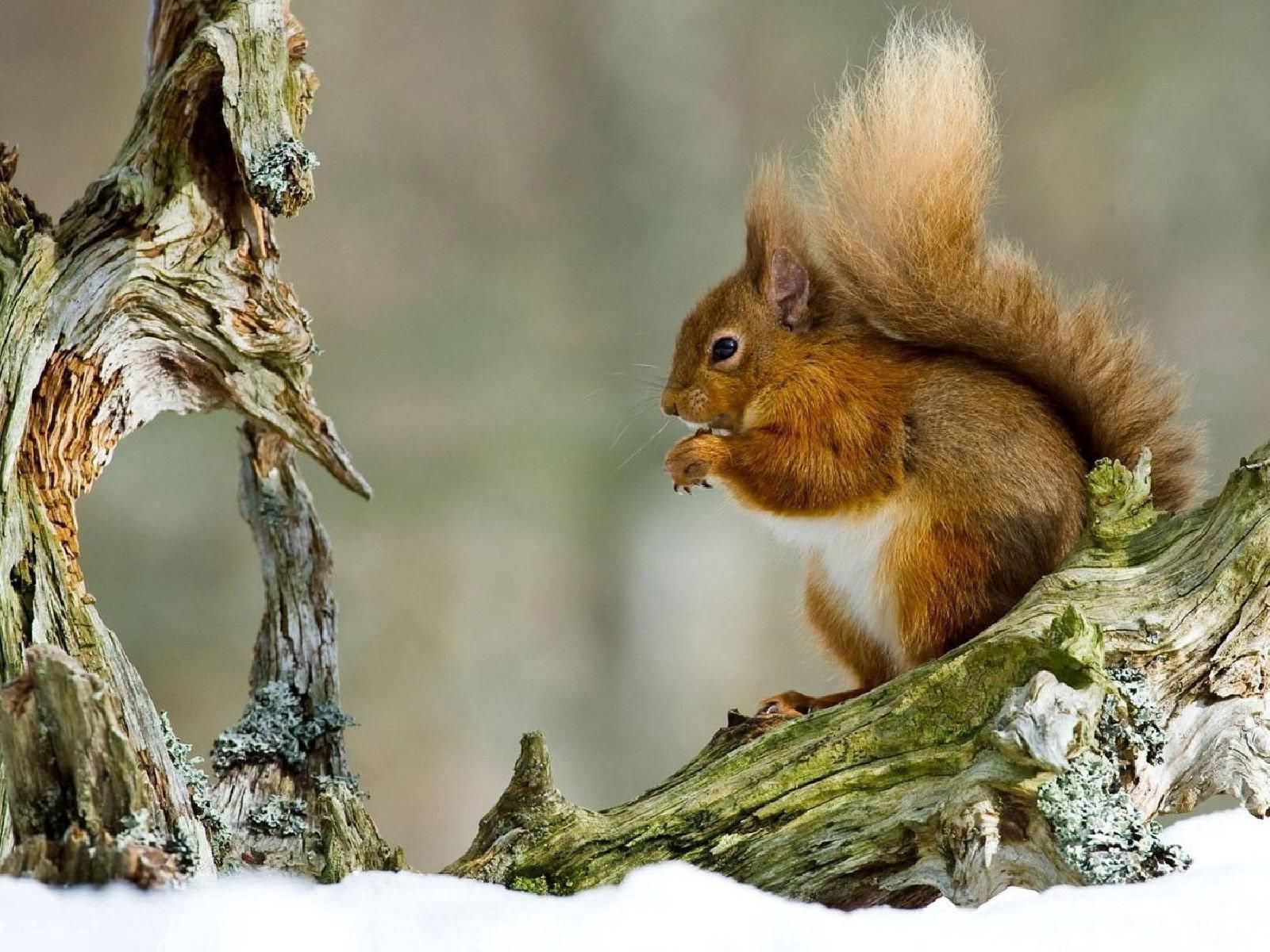Download mobile wallpaper Snow, Redhead, Animals, Branch, Winter, Squirrel for free.