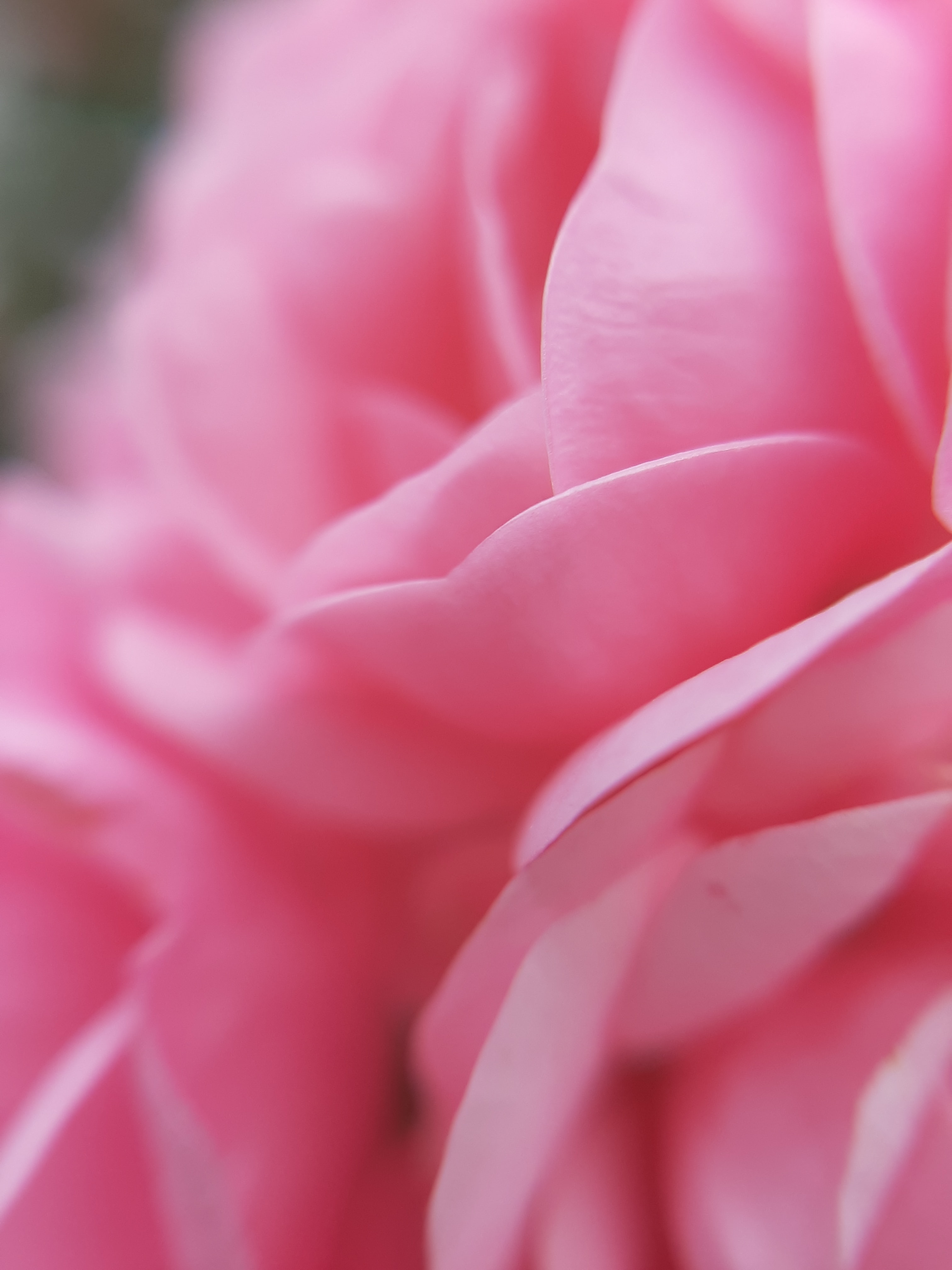 無料モバイル壁紙花, 大きい, マクロ, 花びら, 咲く, 開花, ピンクをダウンロードします。
