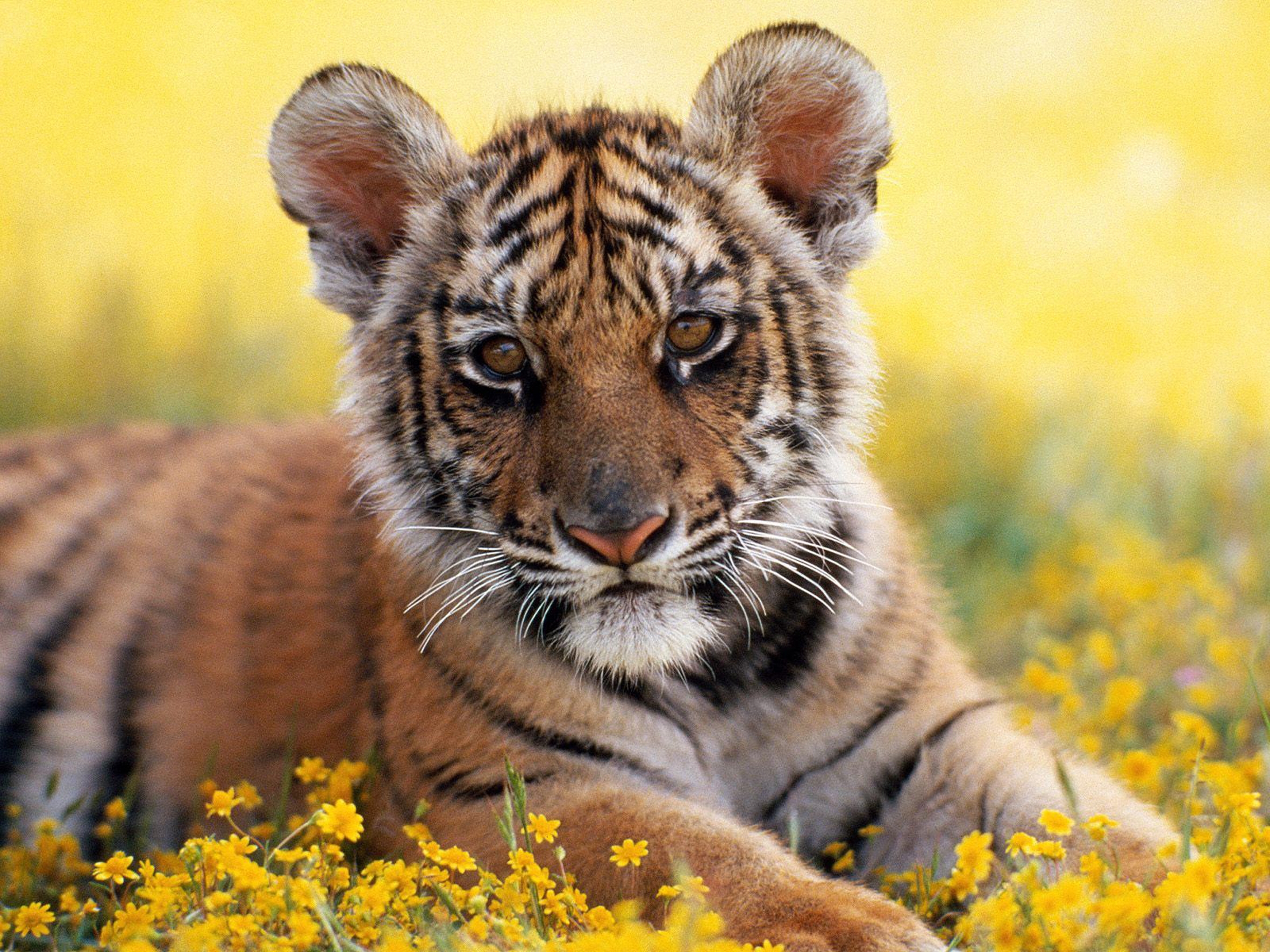 99624 descargar fondo de pantalla animales, flores, hierba, joven, tigre, joey, cachorro de tigre: protectores de pantalla e imágenes gratis