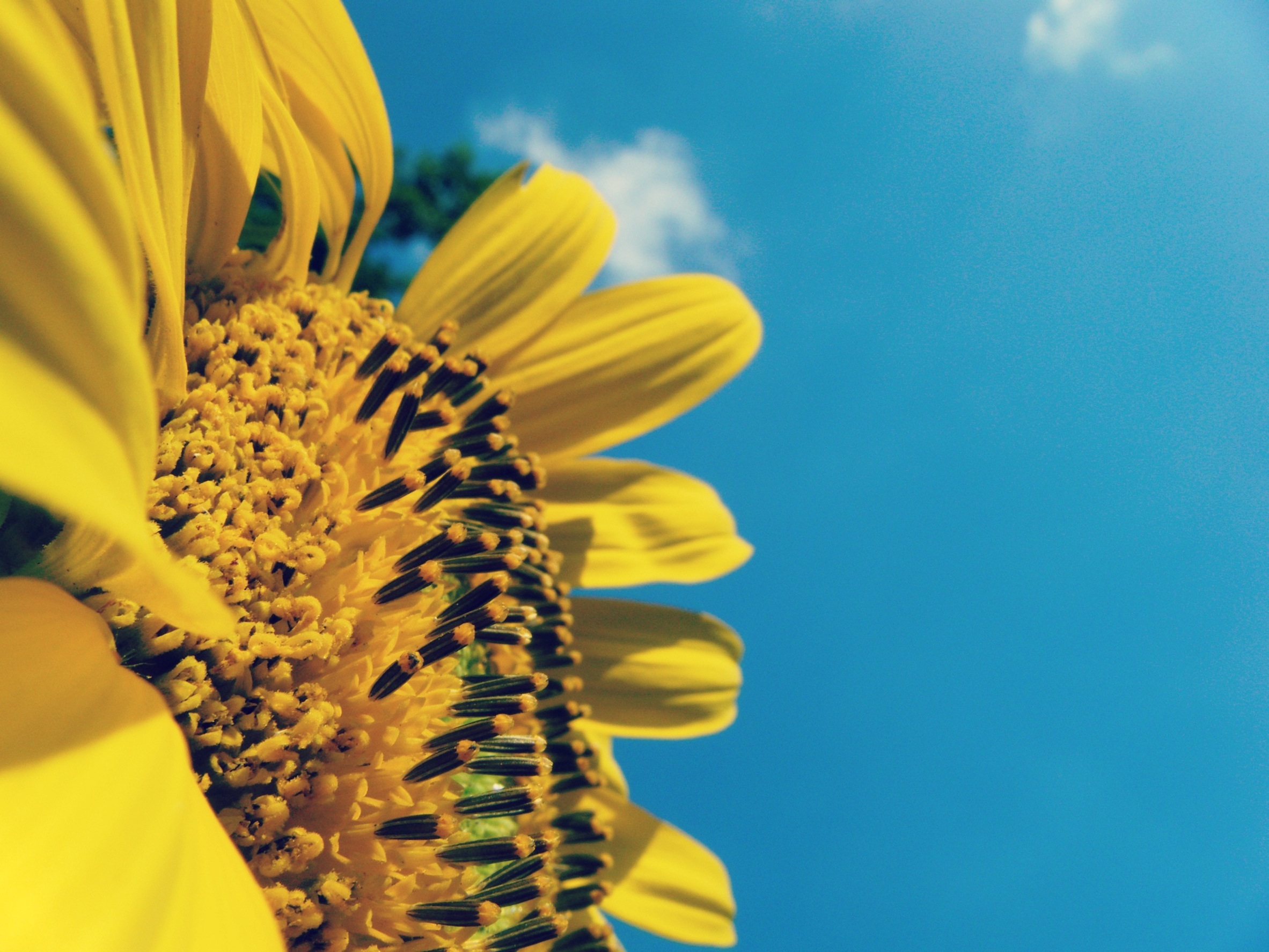 Download mobile wallpaper Flowers, Sky, Flower, Macro, Earth, Sunflower, Yellow Flower for free.