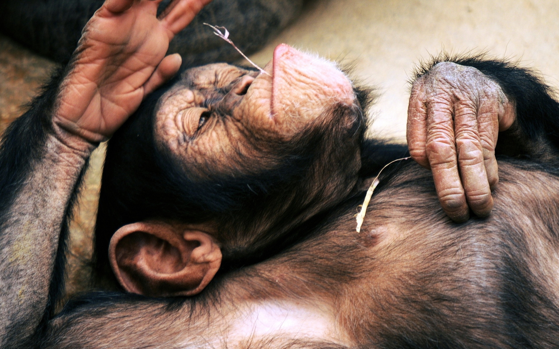 Нос шимпанзе