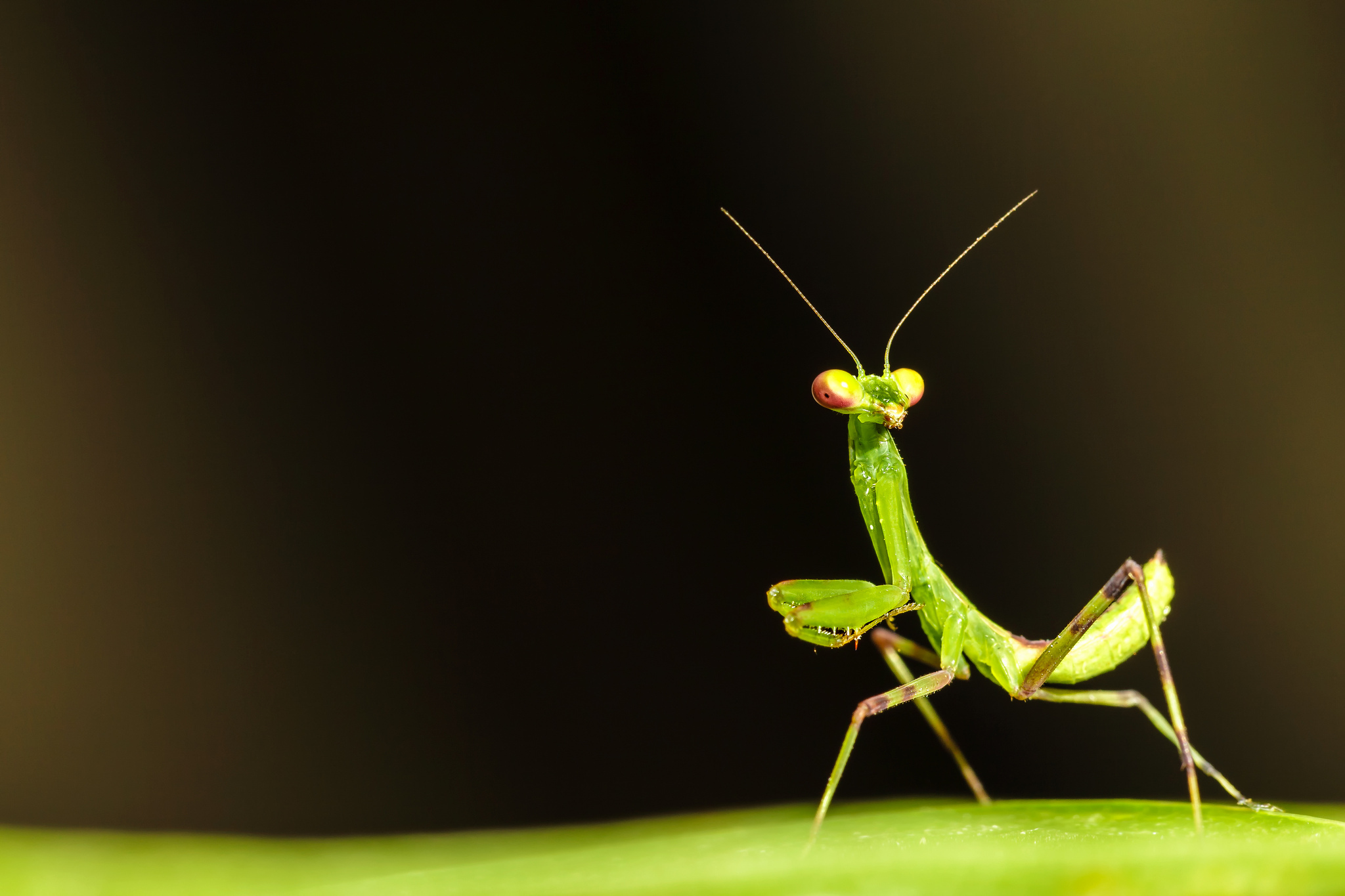insects, animal, praying mantis