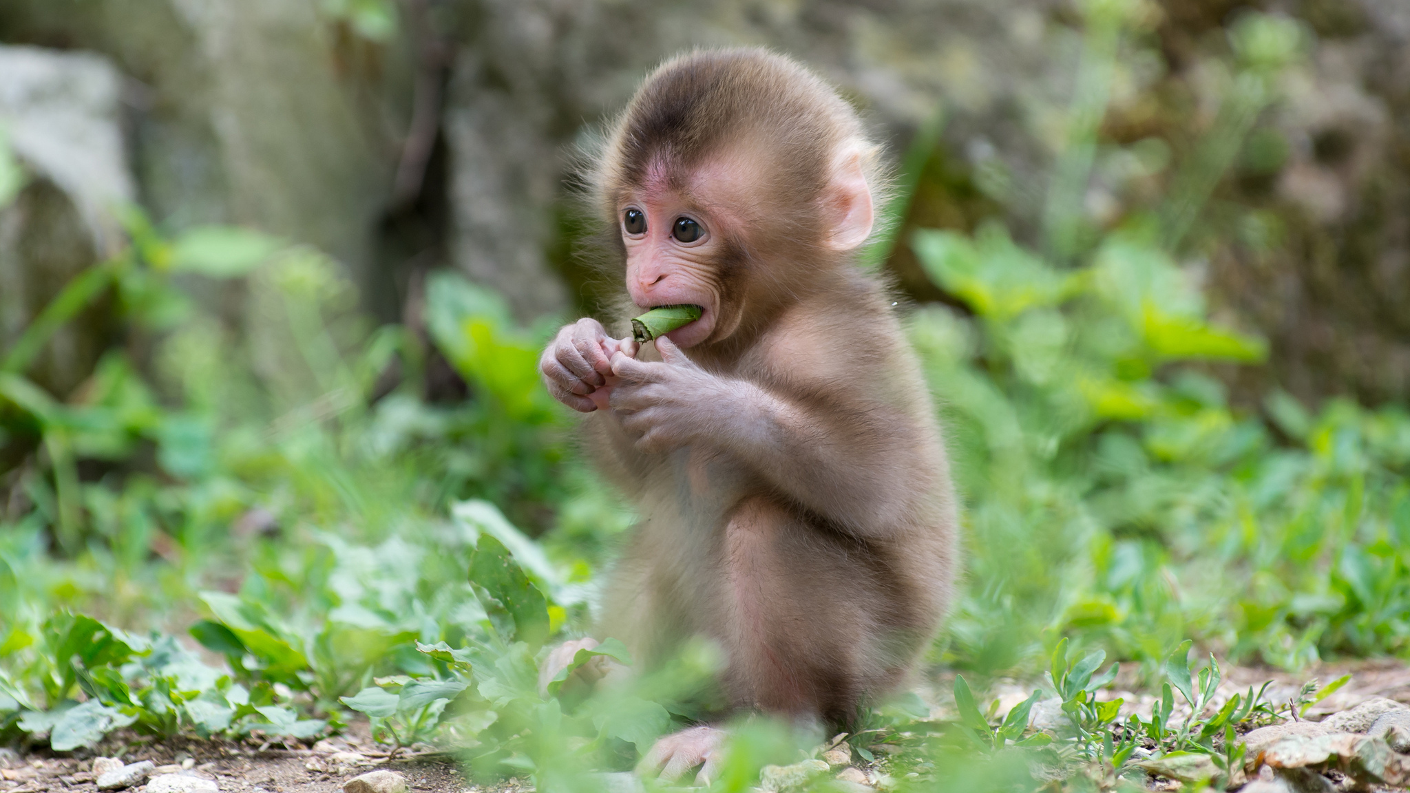 Free Macaque Stock Wallpapers