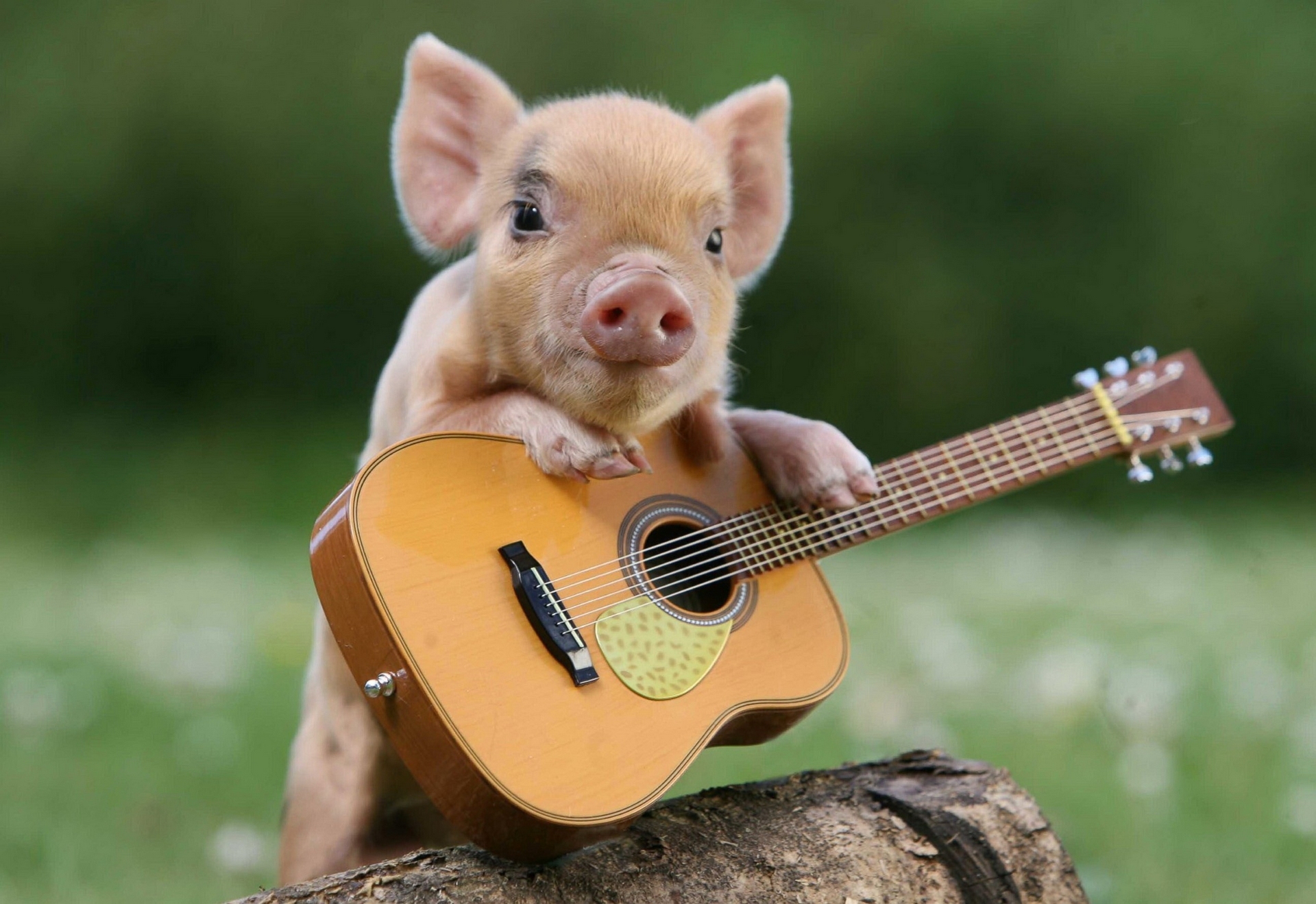 1920x1080 Background animal, pig, cute, guitar