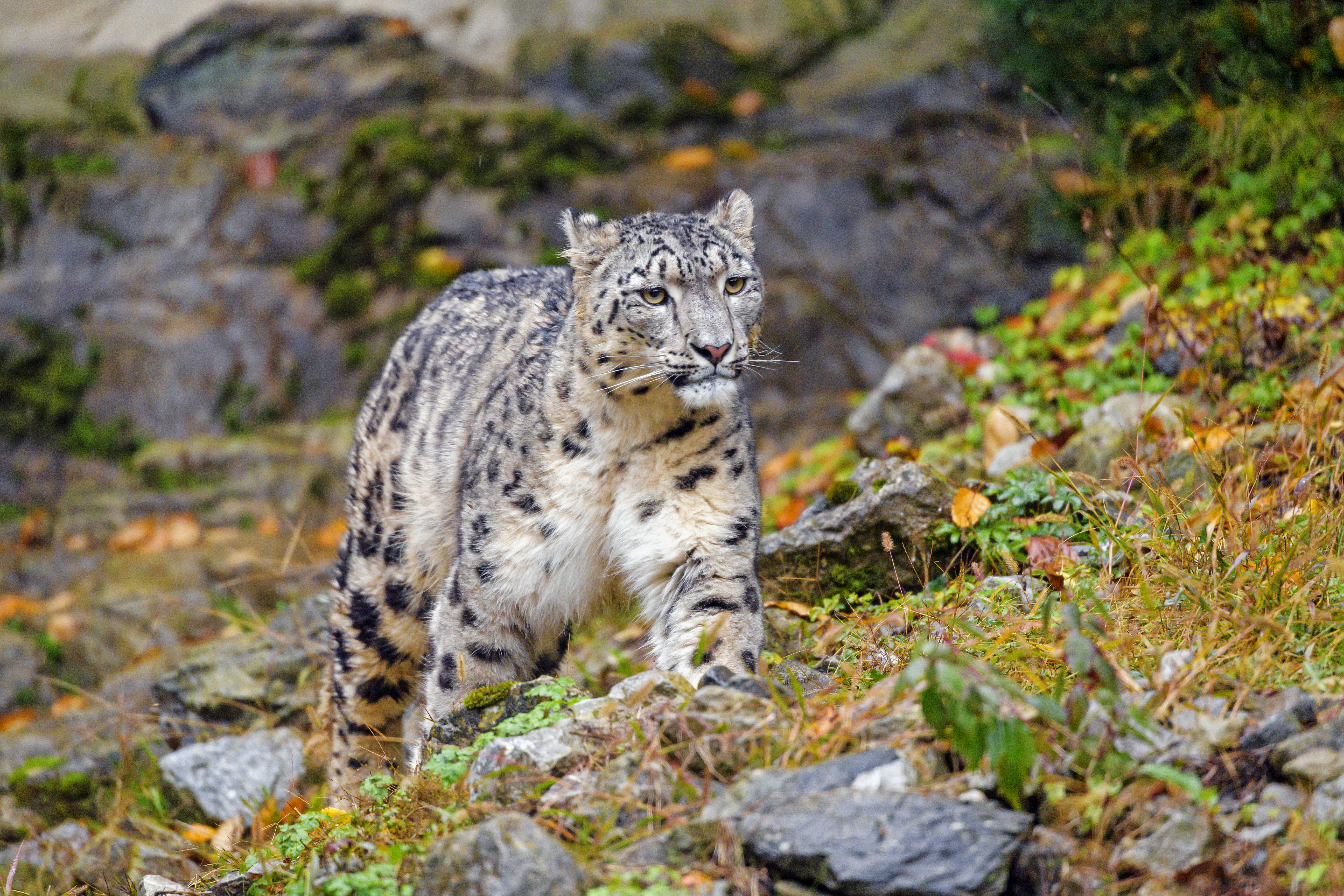98033 скачать обои снежный леопард, ирбис, животные, большая кошка, дикая природа, животное - заставки и картинки бесплатно