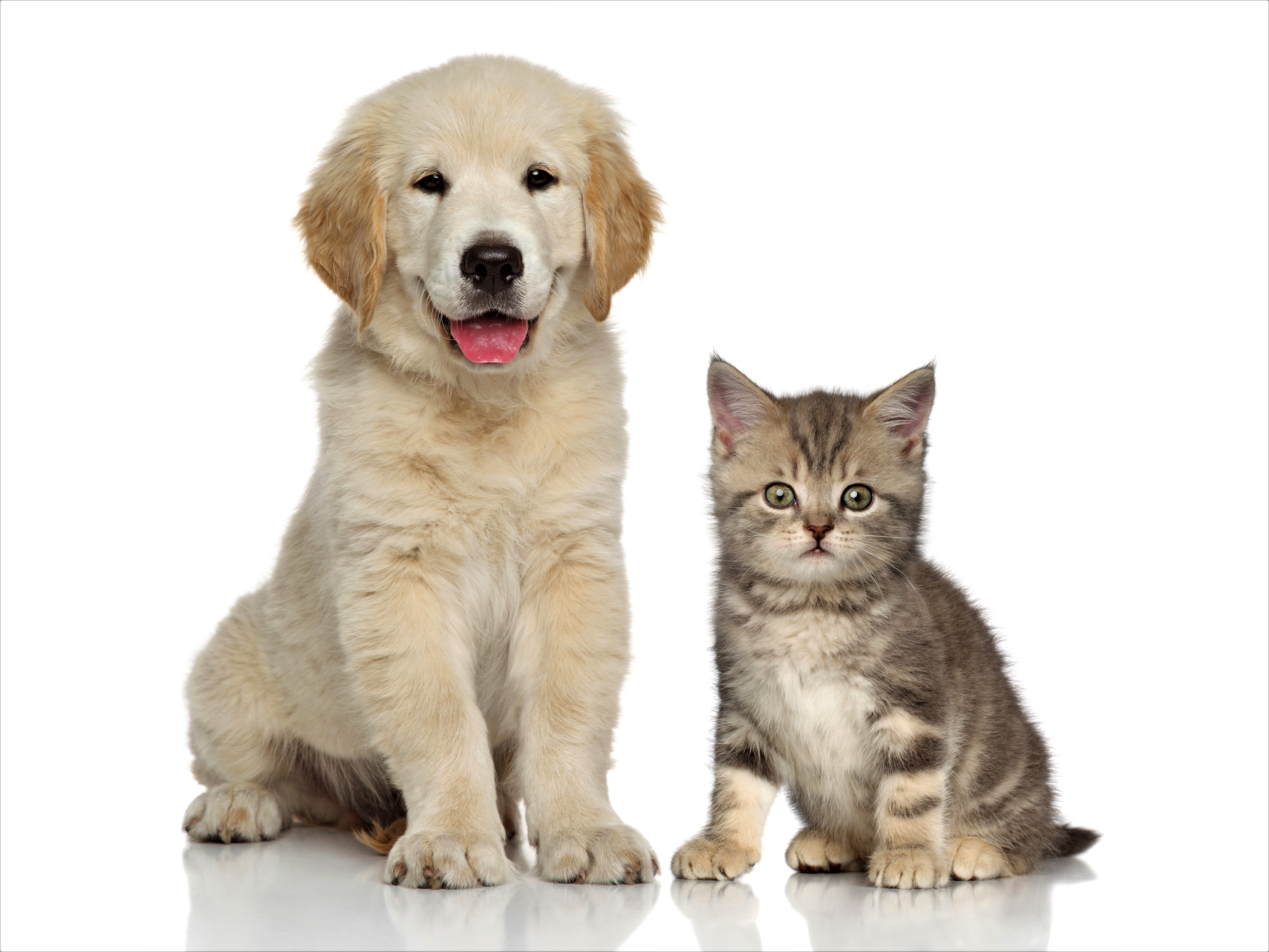 Download mobile wallpaper Cat, Kitten, Dog, Animal, Puppy, Golden Retriever, Cute, Baby Animal, Cat & Dog for free.