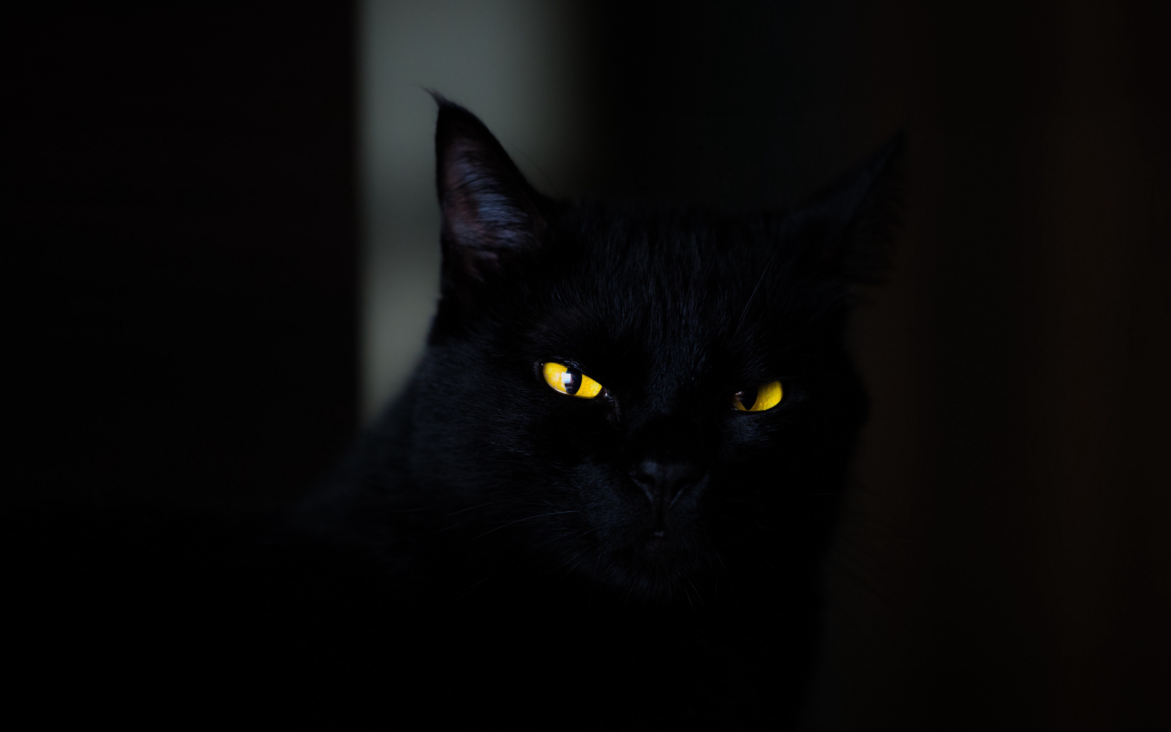 Черный кот с желтыми глазами