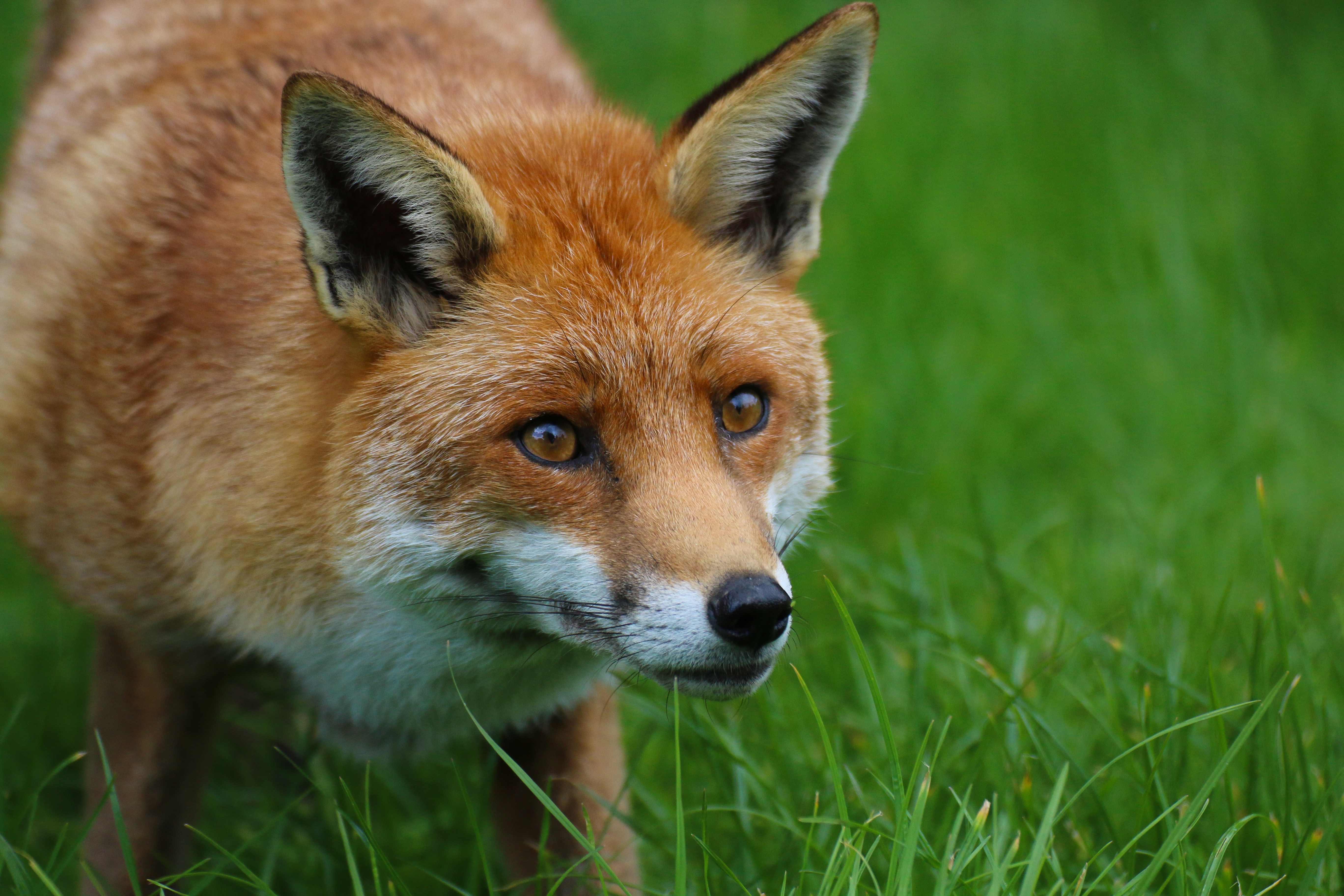 Laden Sie das Rothaarige, Ein Fuchs, Tier, Tiere, Raubtier, Predator, Fuchs-Bild kostenlos auf Ihren PC-Desktop herunter