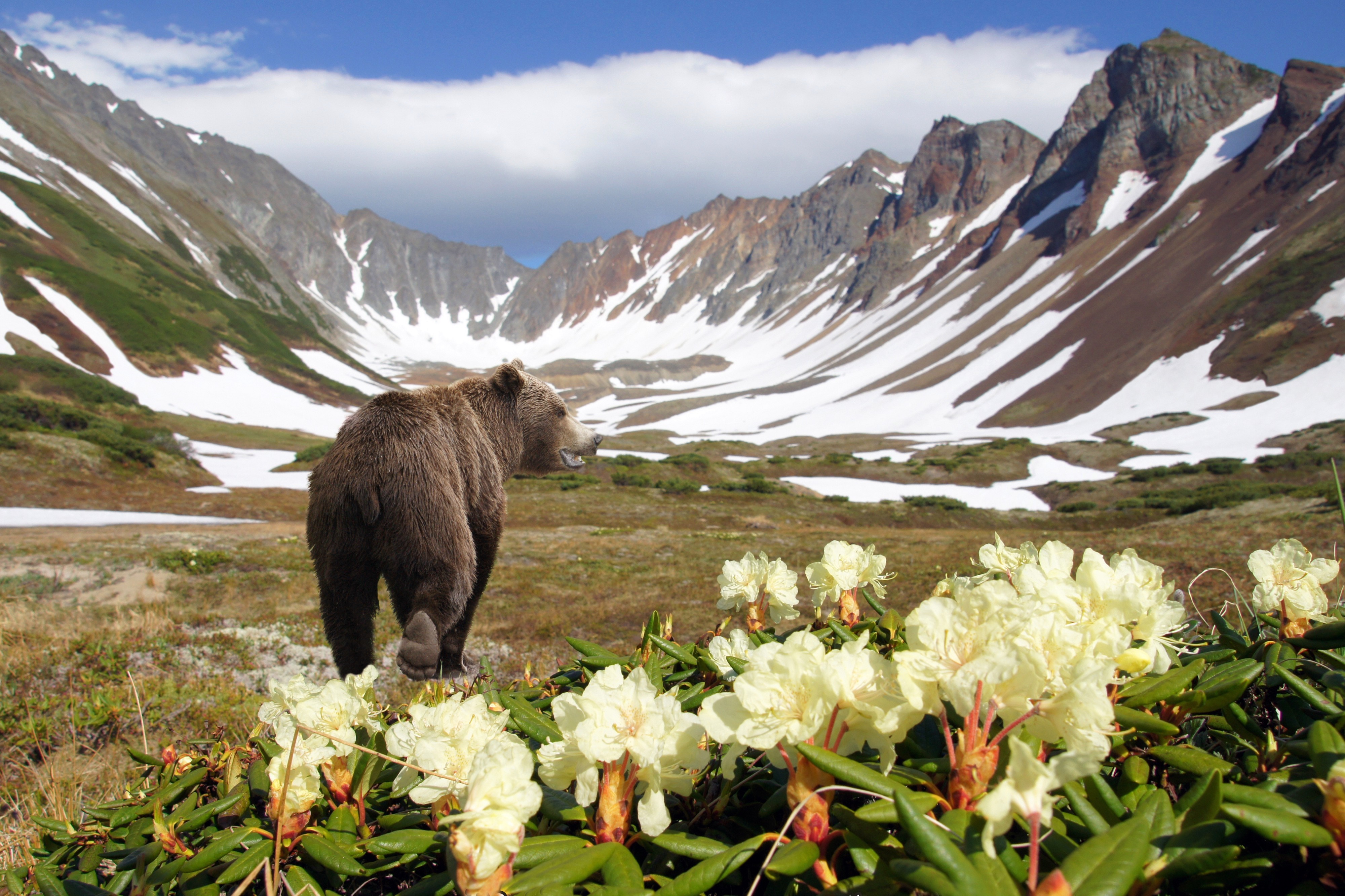 496513 Hintergrundbild herunterladen tiere, grizzlybär, grizzly, bären - Bildschirmschoner und Bilder kostenlos