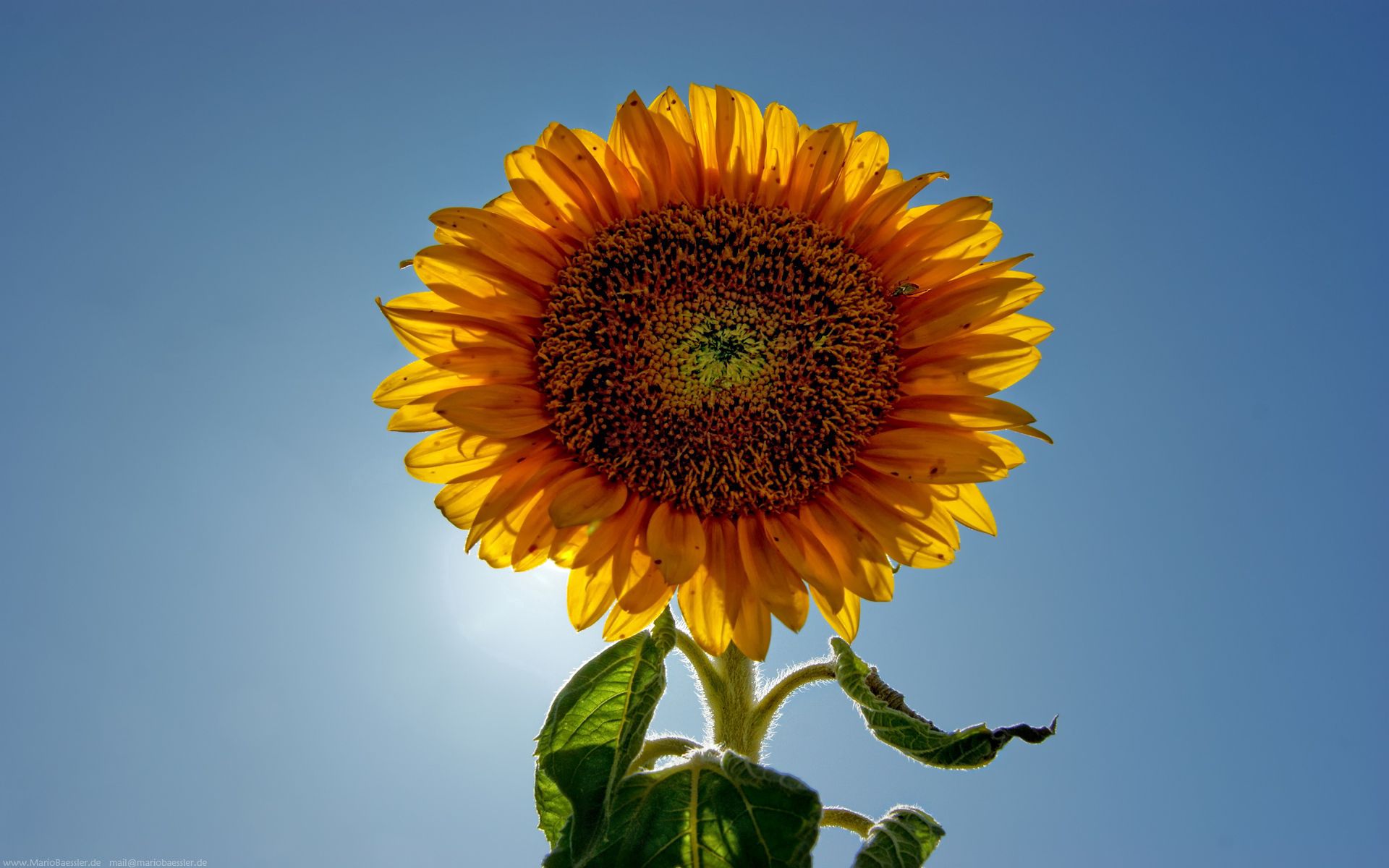 flowers, sky, plant, sunflower, sunny, solar UHD