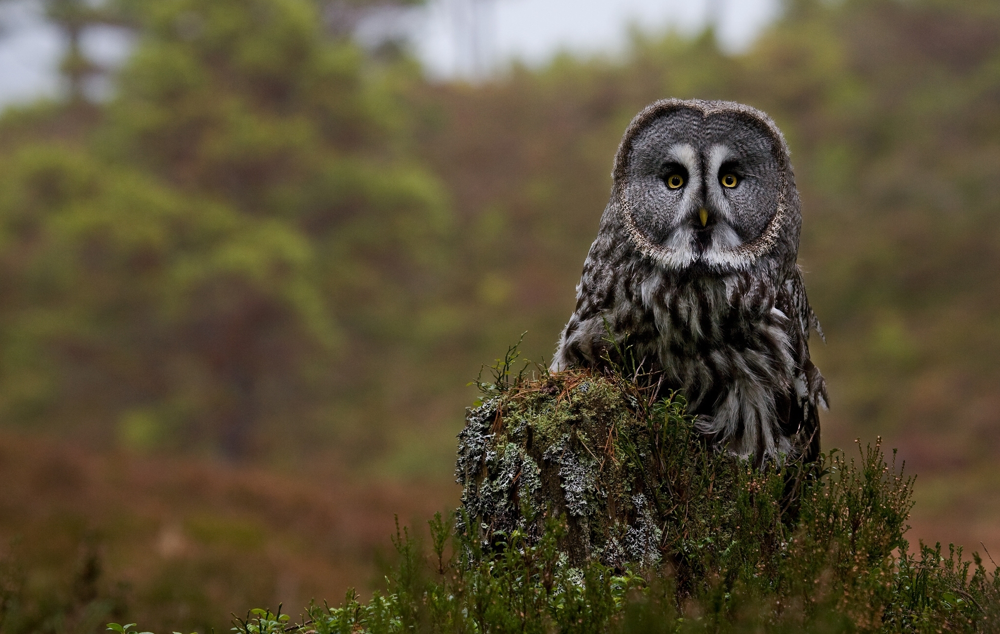 Great Gray Owl Square Wallpapers