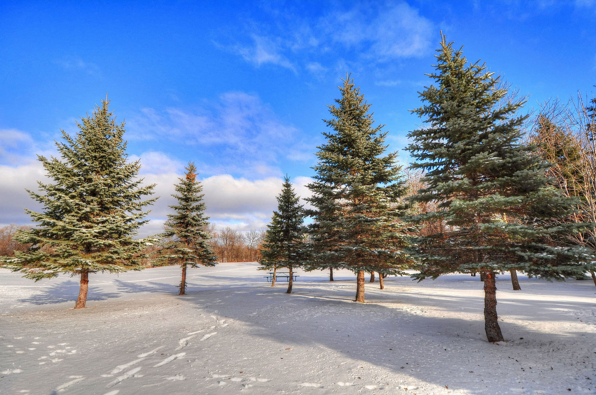 PCデスクトップに冬, 木, 雪, 森, 森林, 自然画像を無料でダウンロード