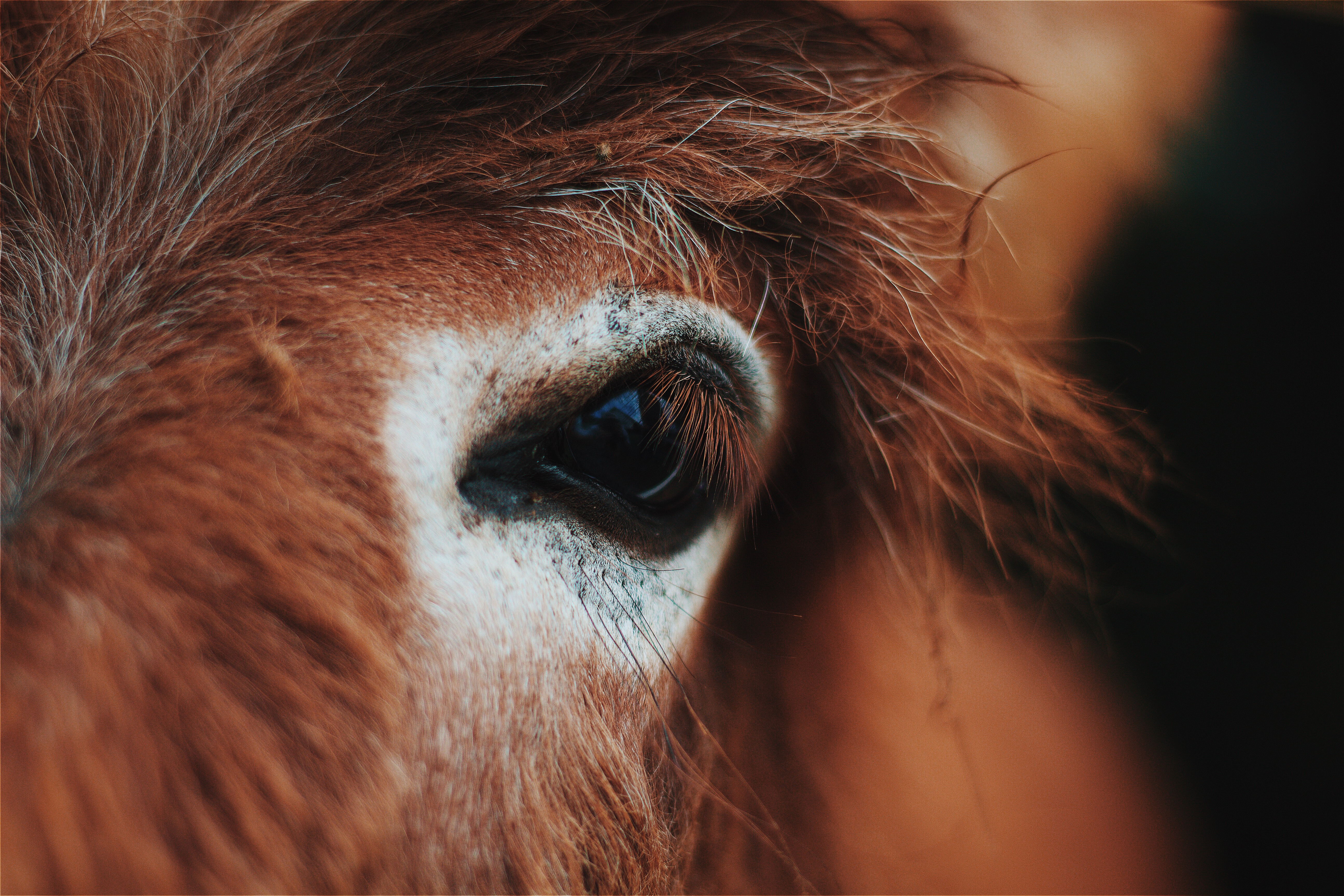 animals, mane, horse, eye, eyelash, eyelashes