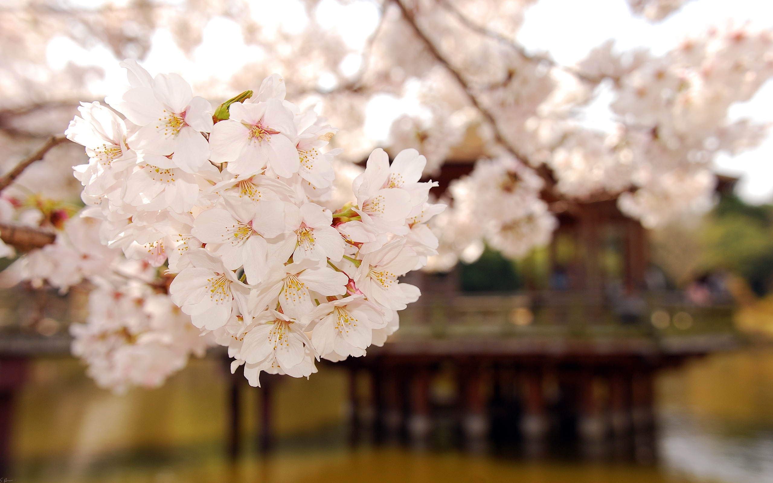 Download mobile wallpaper Plants, Flowers, Sakura for free.