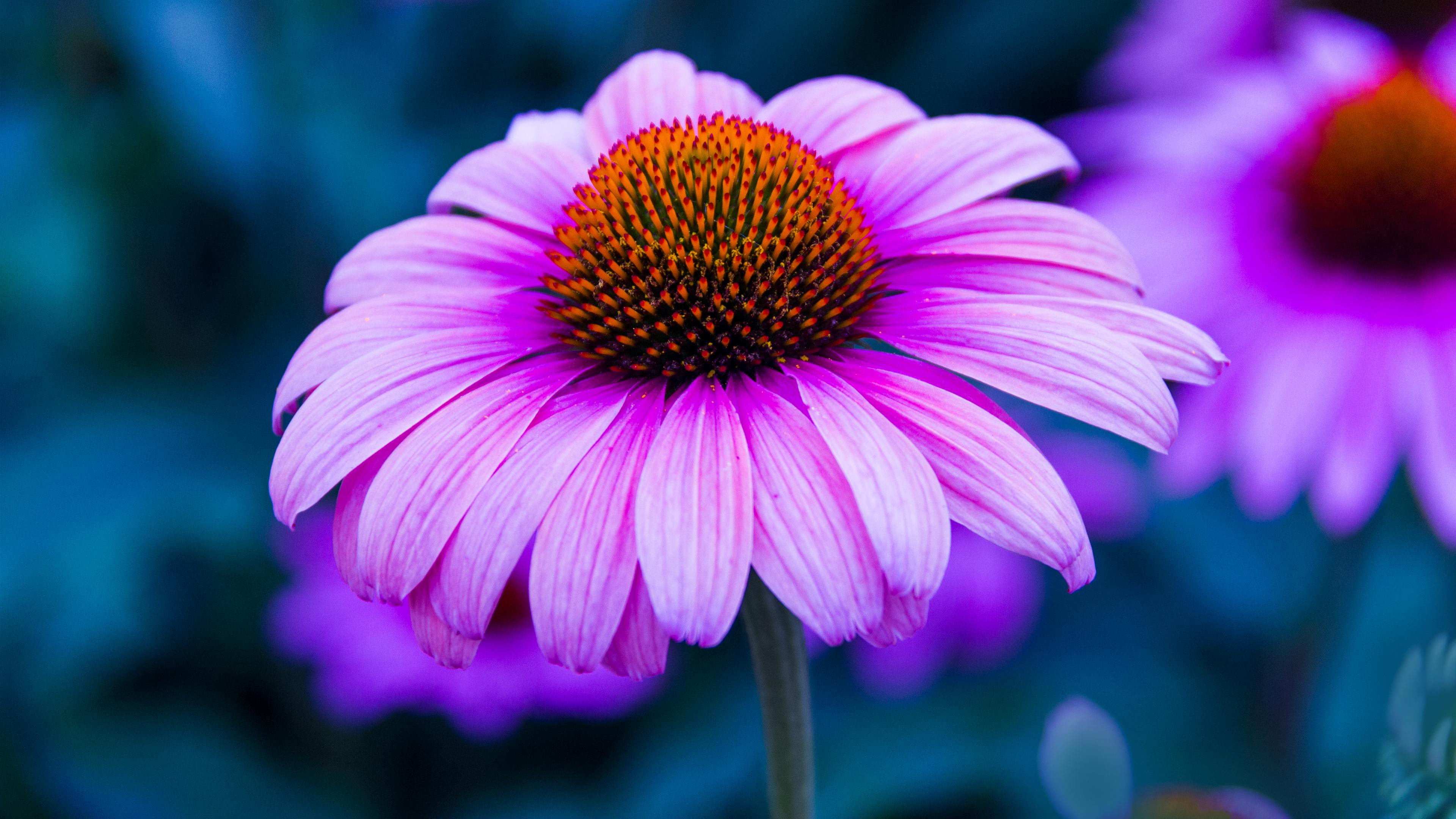 Echinacea Square Wallpapers