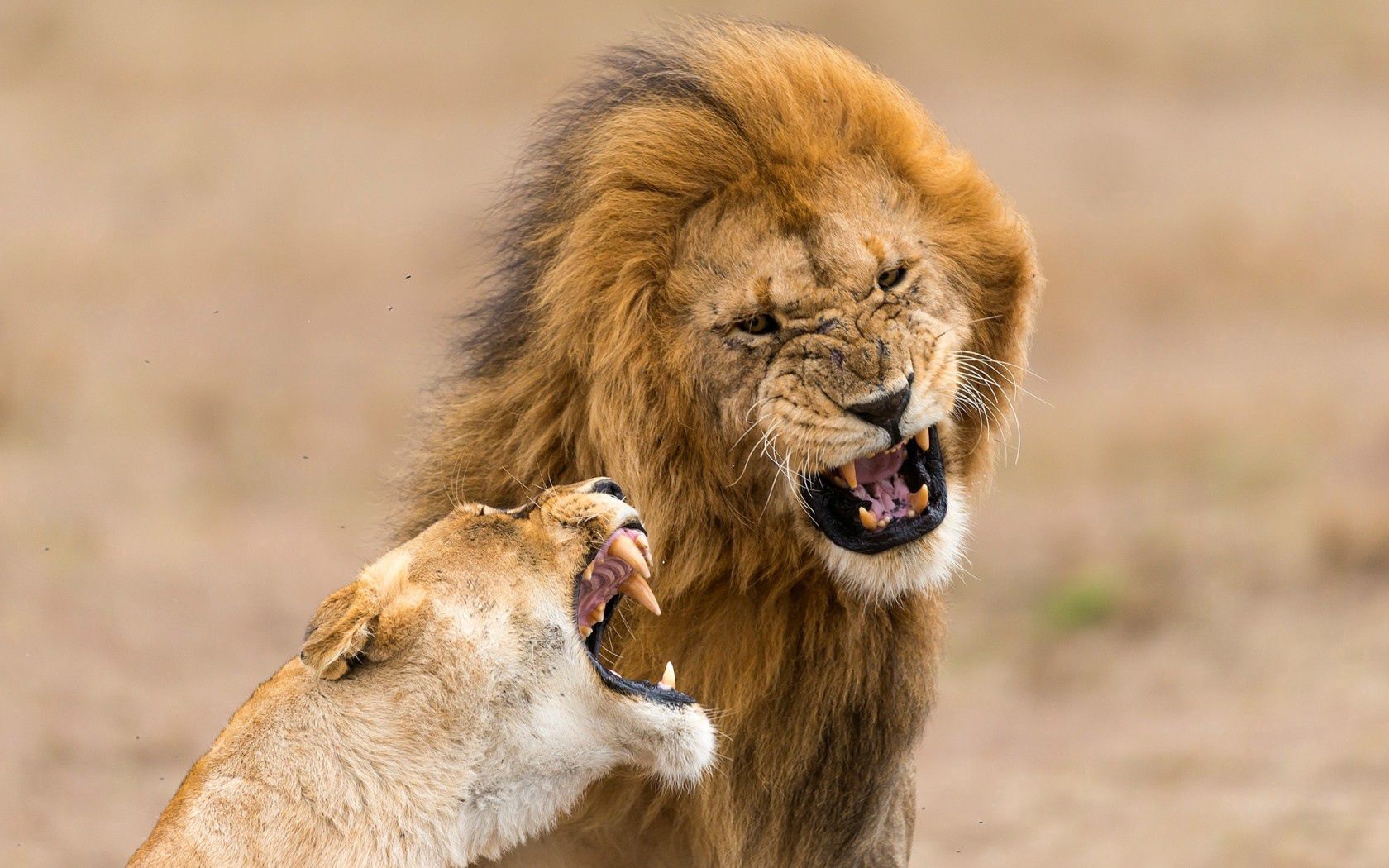 wallpapers lion, grin, lioness, animals, aggression