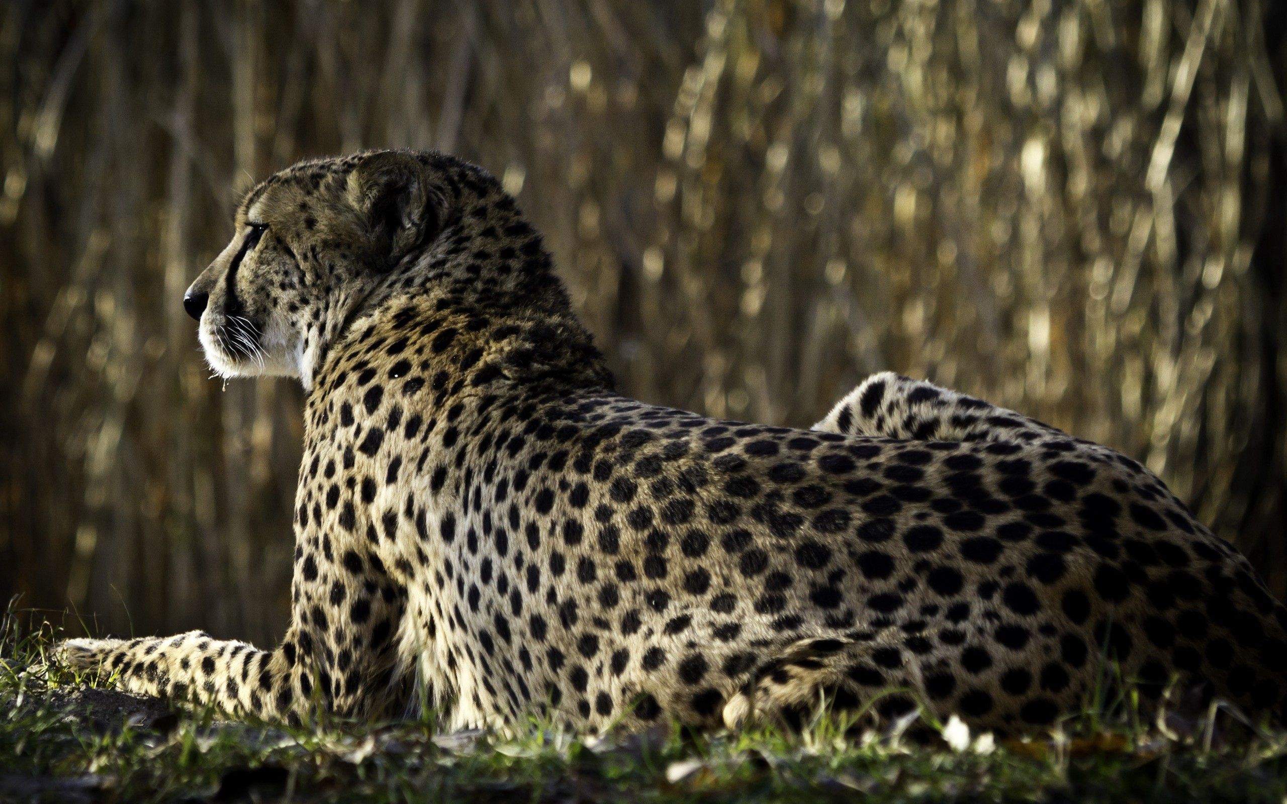 64209 Bild herunterladen tiere, leopard, sich hinlegen, liegen, große katze, big cat, flecken, spots, zurück - Hintergrundbilder und Bildschirmschoner kostenlos