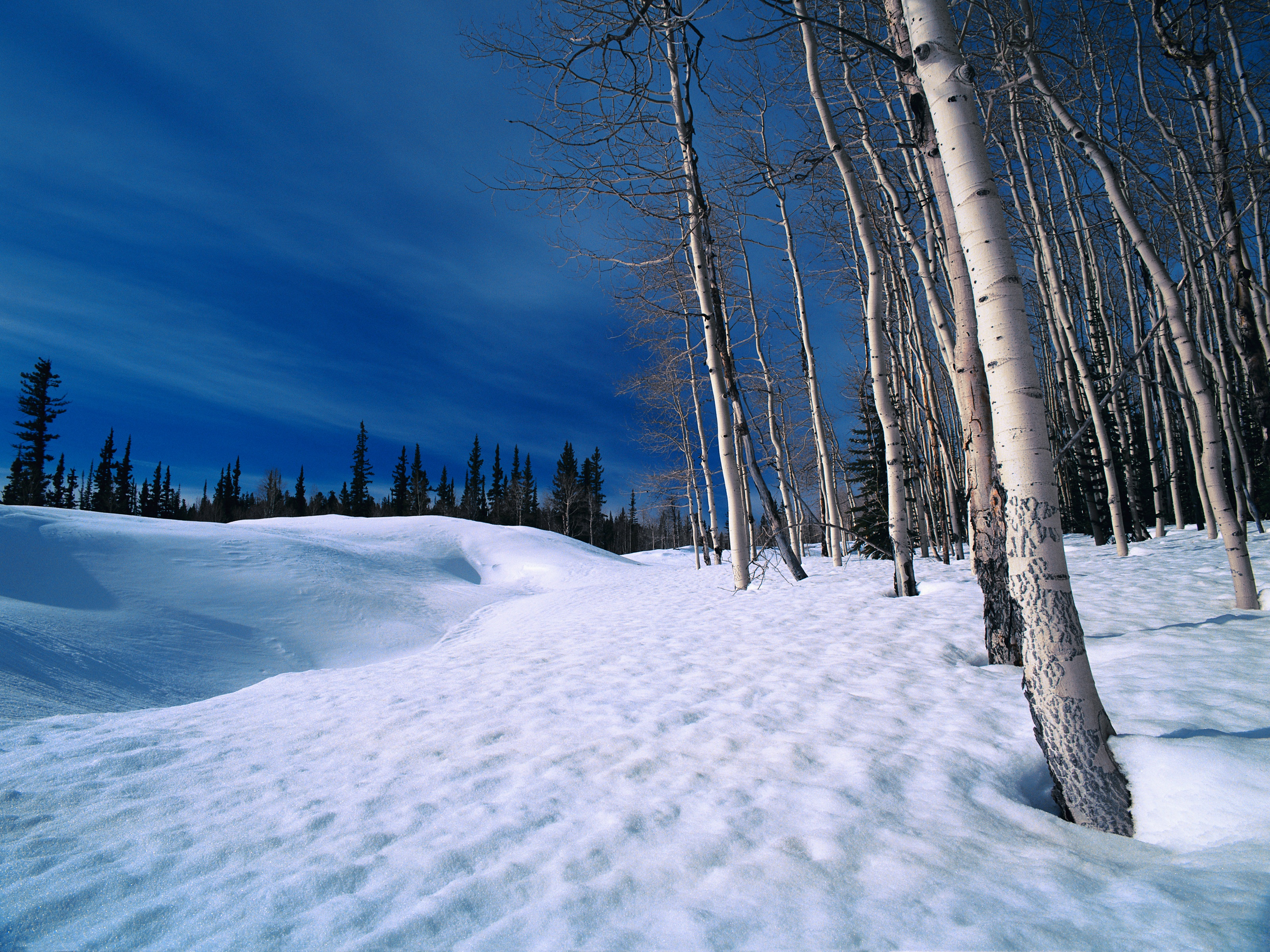 Впр на склоне зимы веселее становится февральский. Природа зимой. Зимний лес. Красивая зима. Февраль природа.