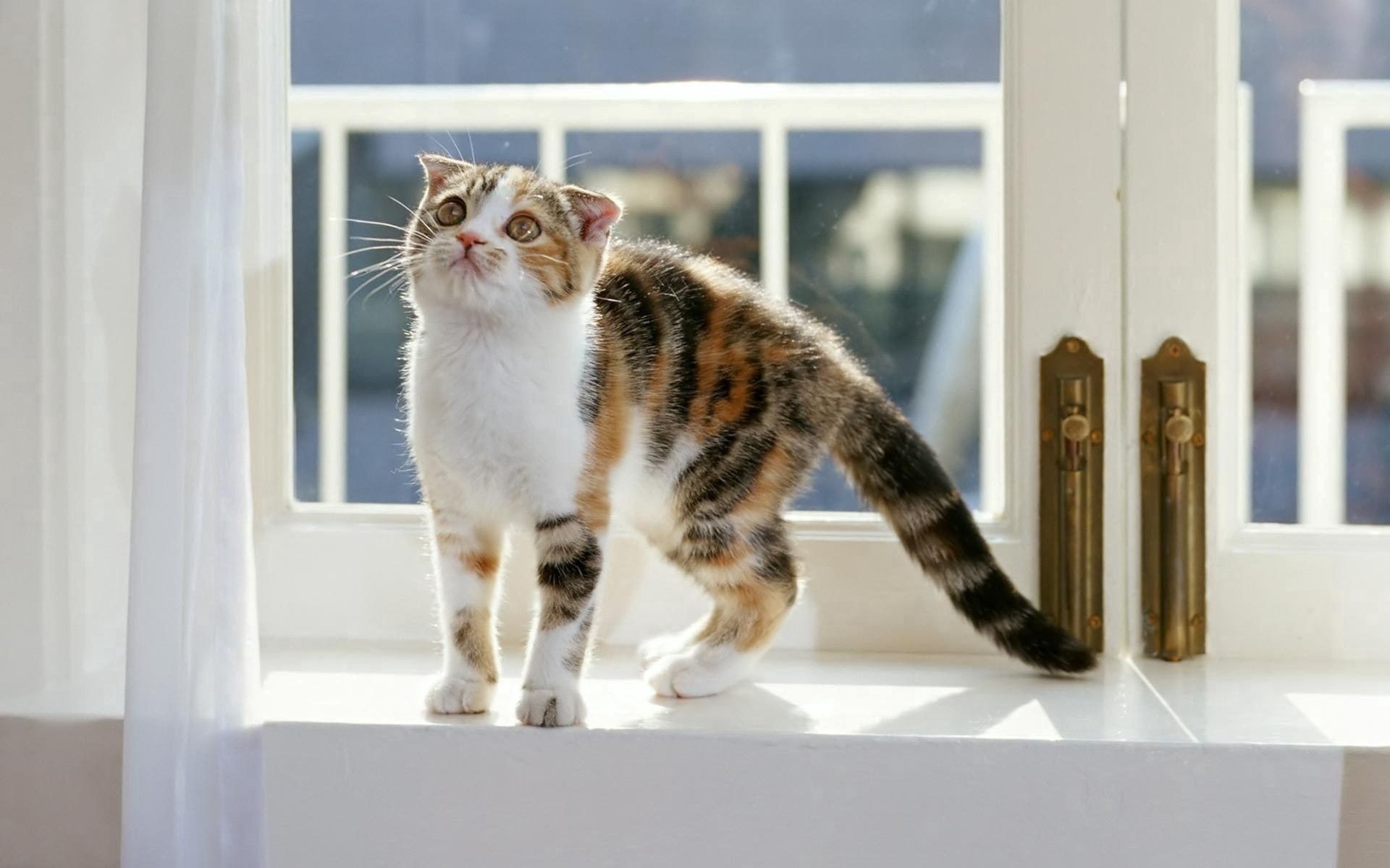 animals, kitty, kitten, striped, window sill, windowsill, mindfulness, attentiveness