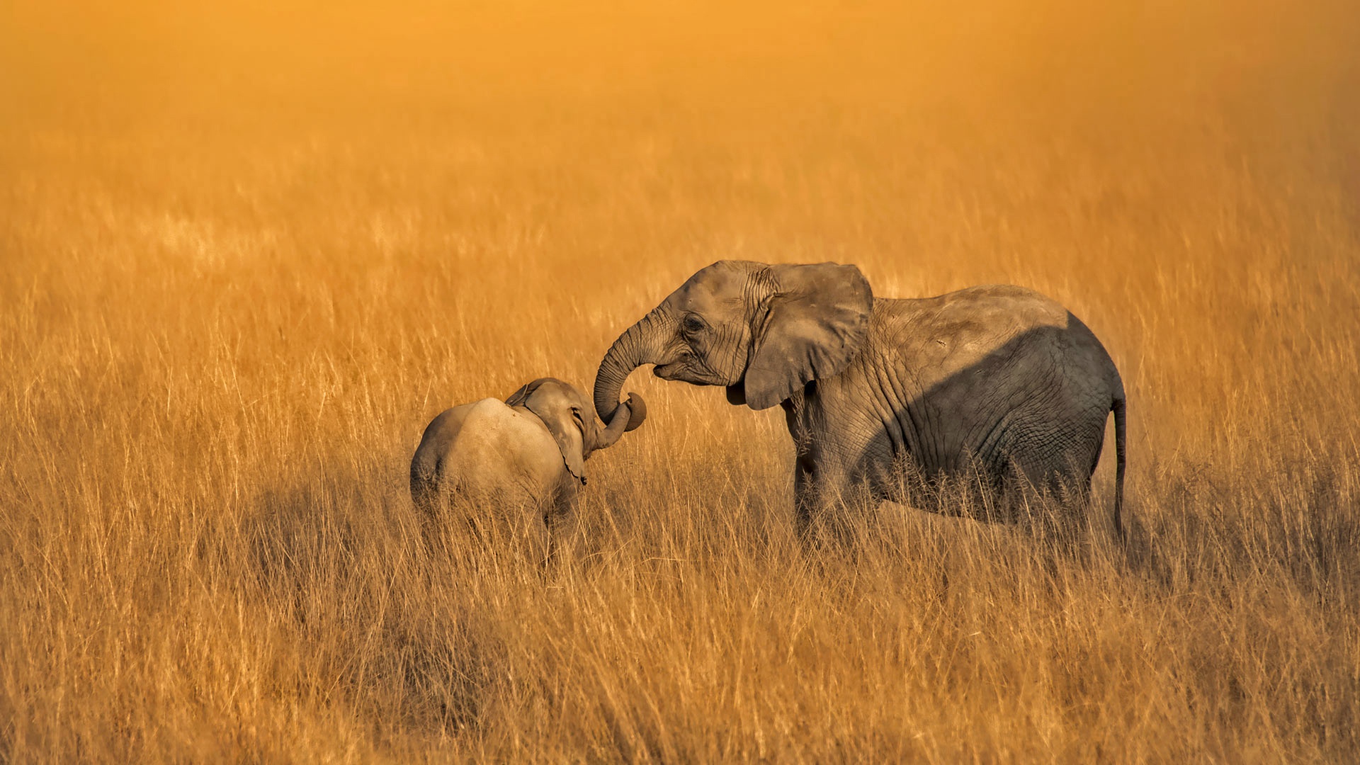 Download mobile wallpaper Elephants, Animal, Africa, Baby Animal, African Bush Elephant for free.