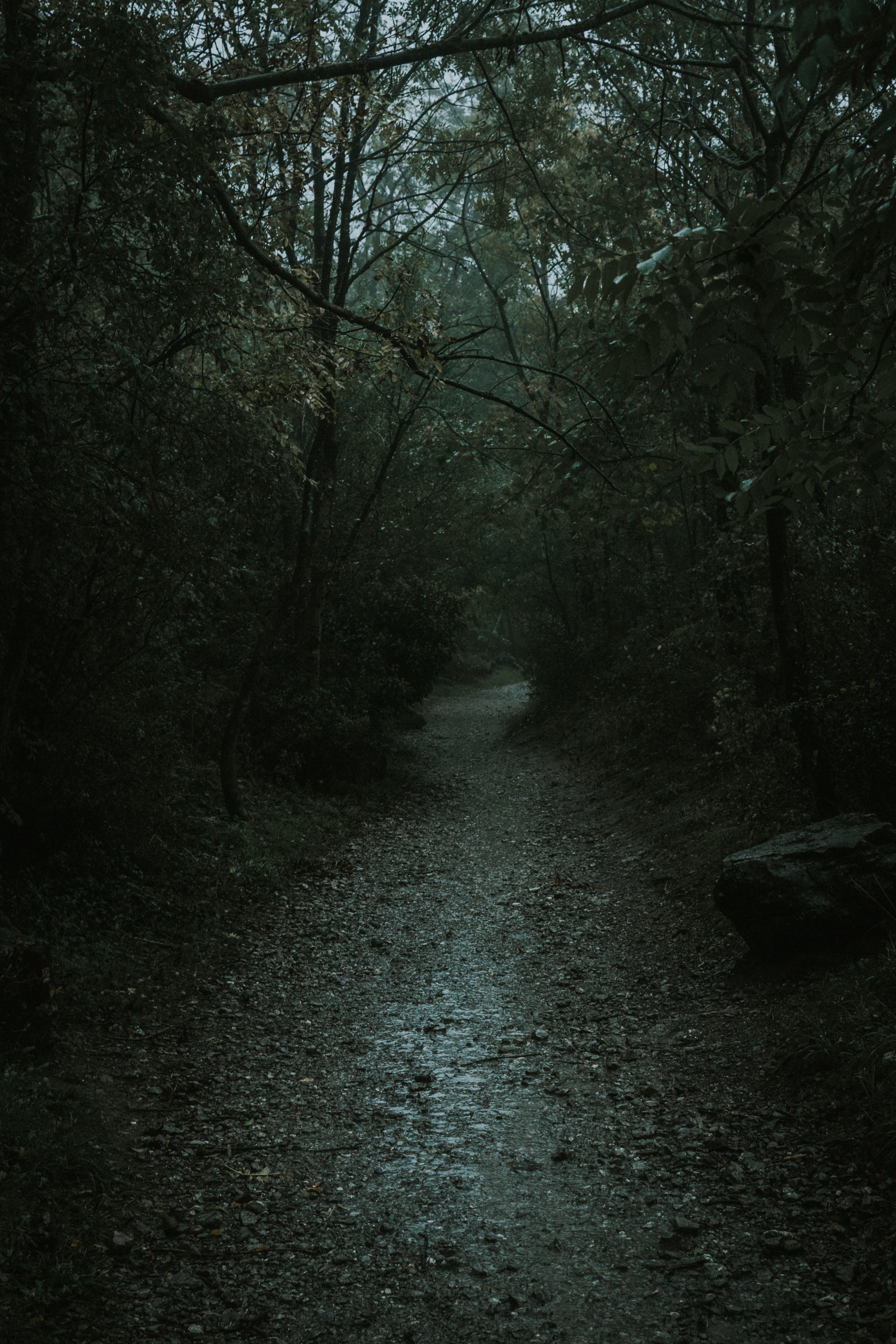 nature, path, dark, forest, gloomy phone background