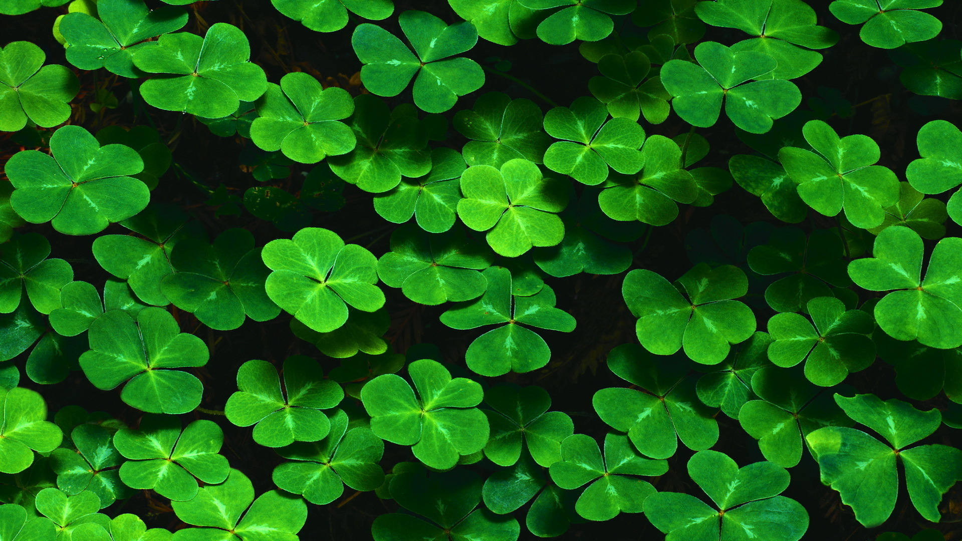 green, leaves, plants 1080p