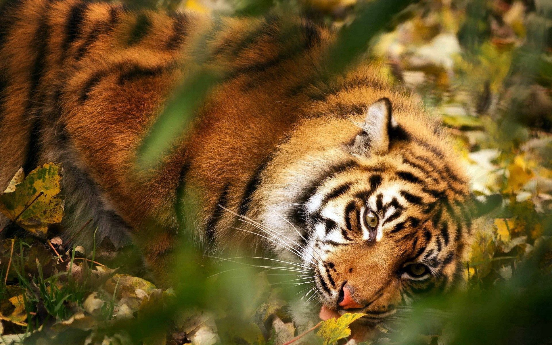 Download mobile wallpaper Muzzle, Animals, Grass, Predator, Leaves, Smooth, Big Cat, Tiger, Blur for free.