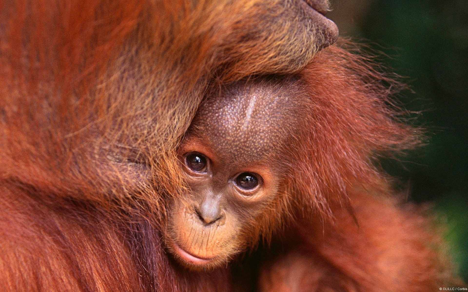 280443 télécharger l'image orang outan, animaux, singes - fonds d'écran et économiseurs d'écran gratuits