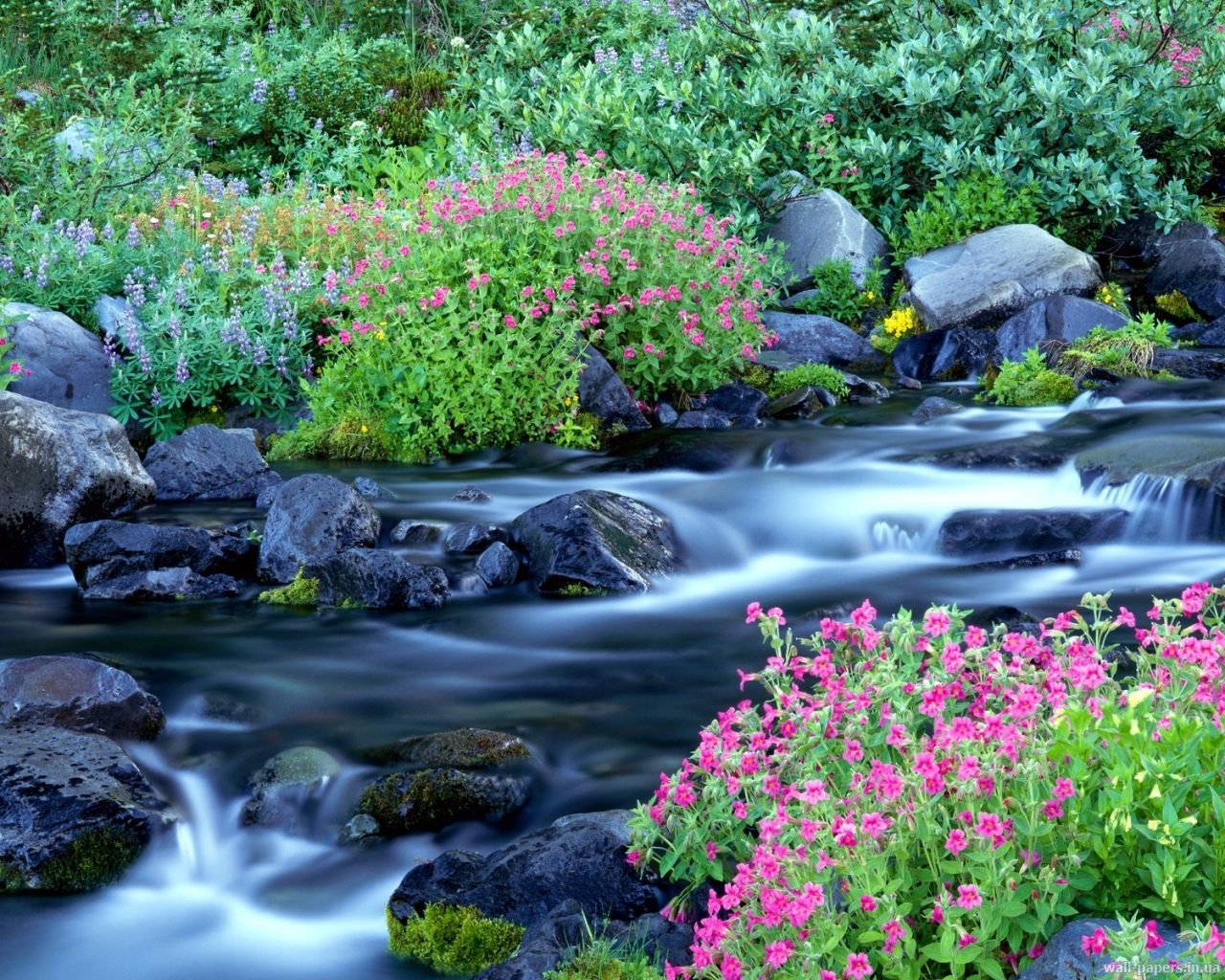 Скачать картинку Река, Пейзаж, Цветы, Растения в телефон бесплатно.