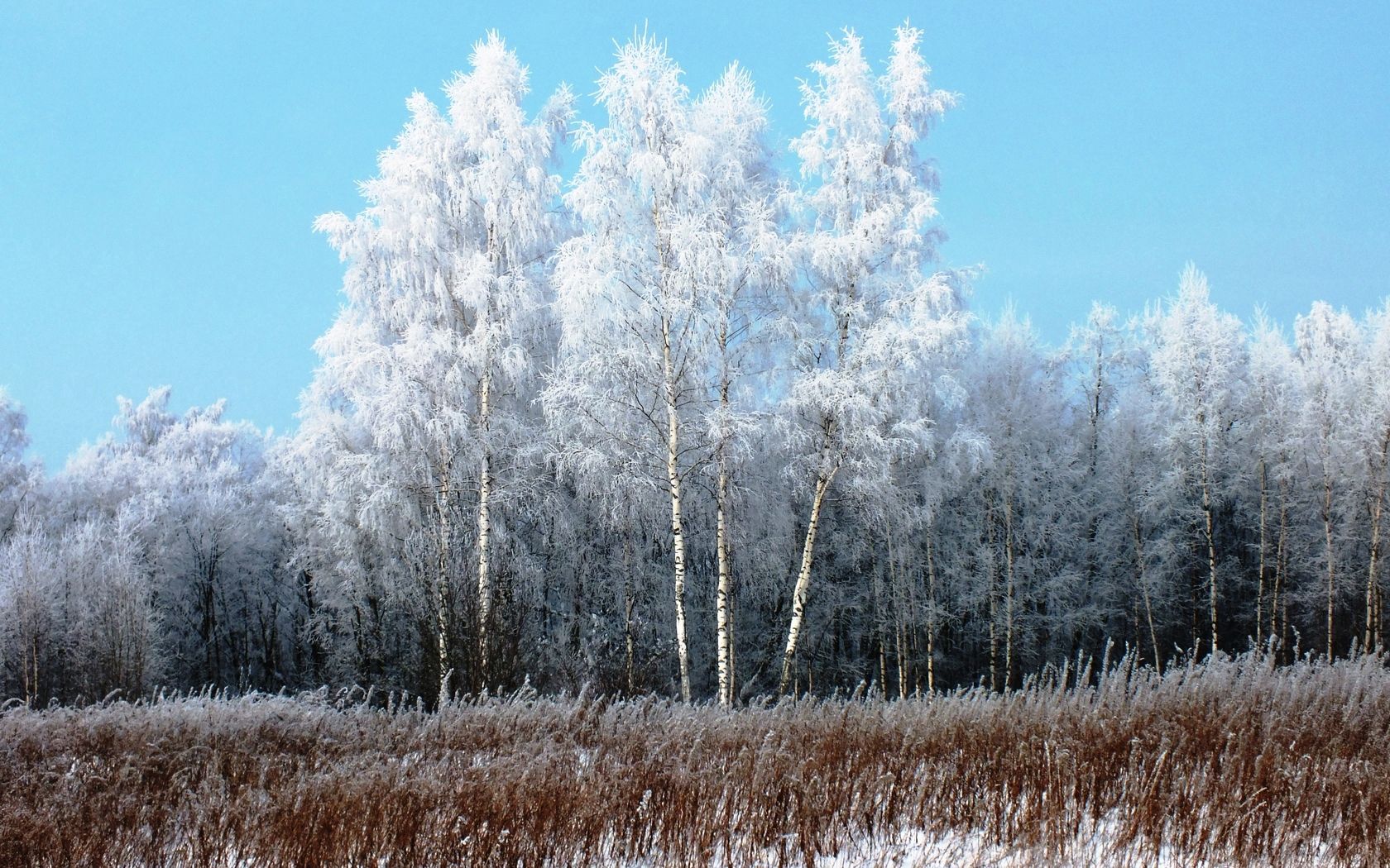 winter, nature, grass, snow, birches, freshness, frost, hoarfrost, gray hair, withered, it's a sly HD wallpaper