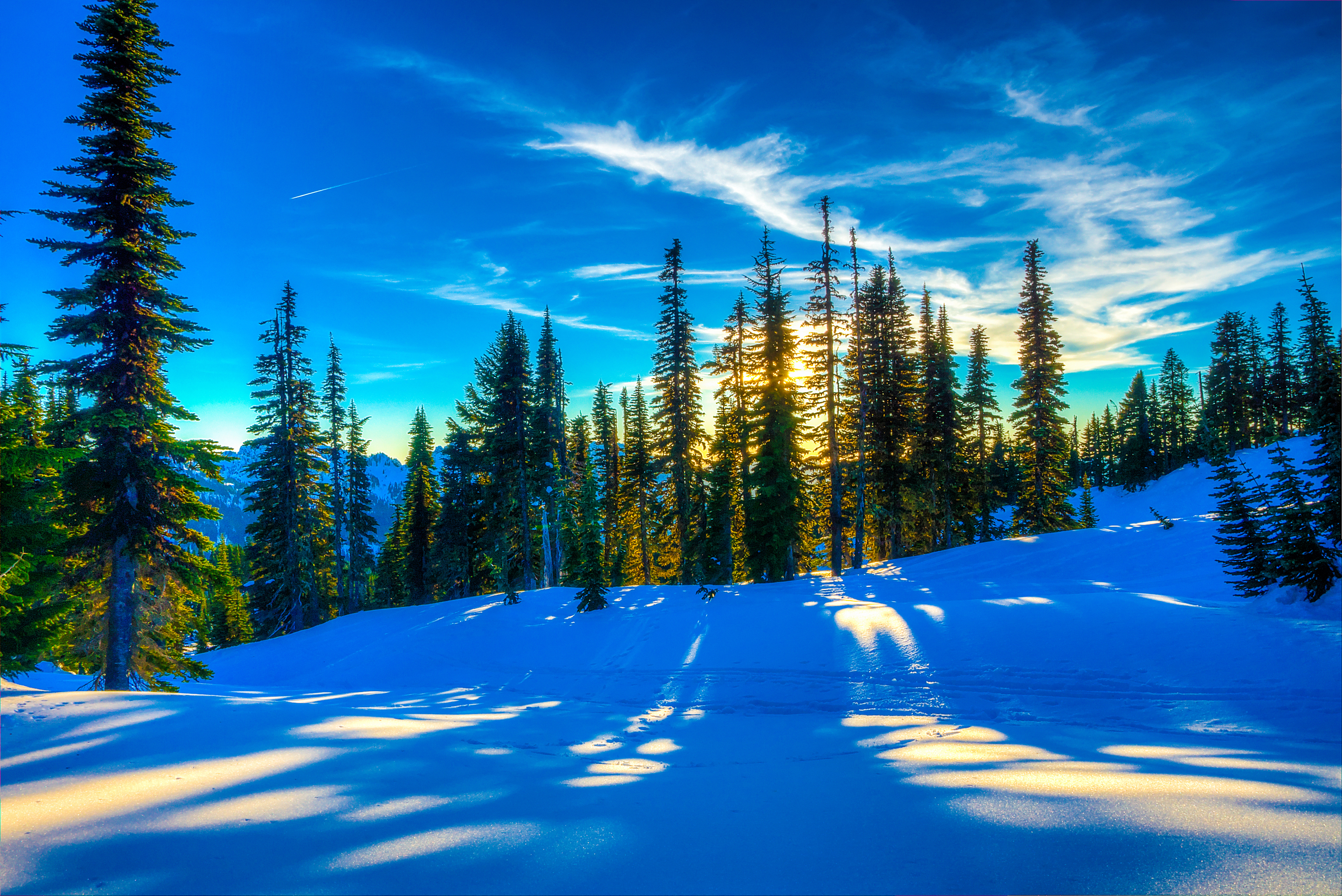 sunset, earth, winter, pine, snow, sun, tree