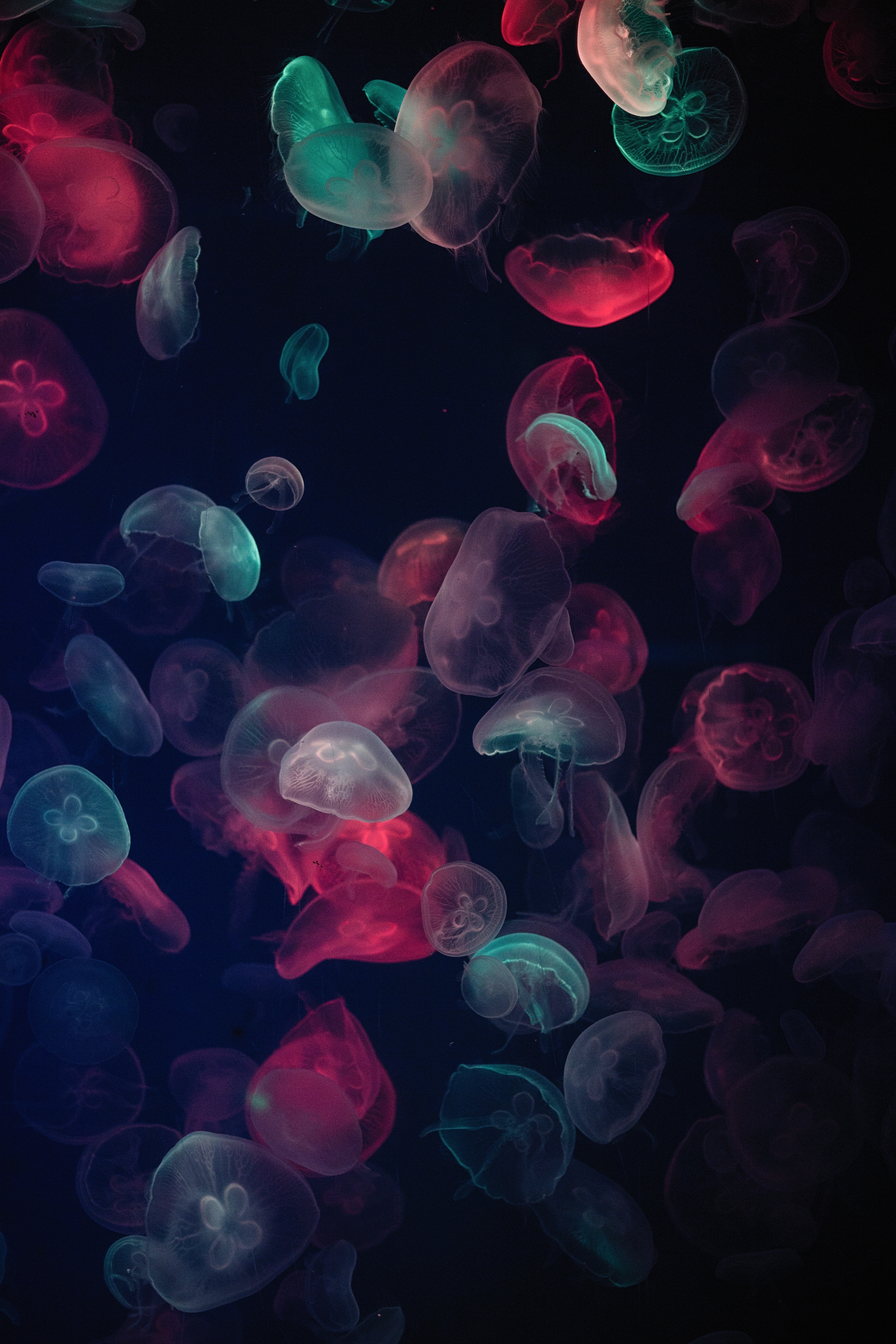 Jellyfish iPhone Background