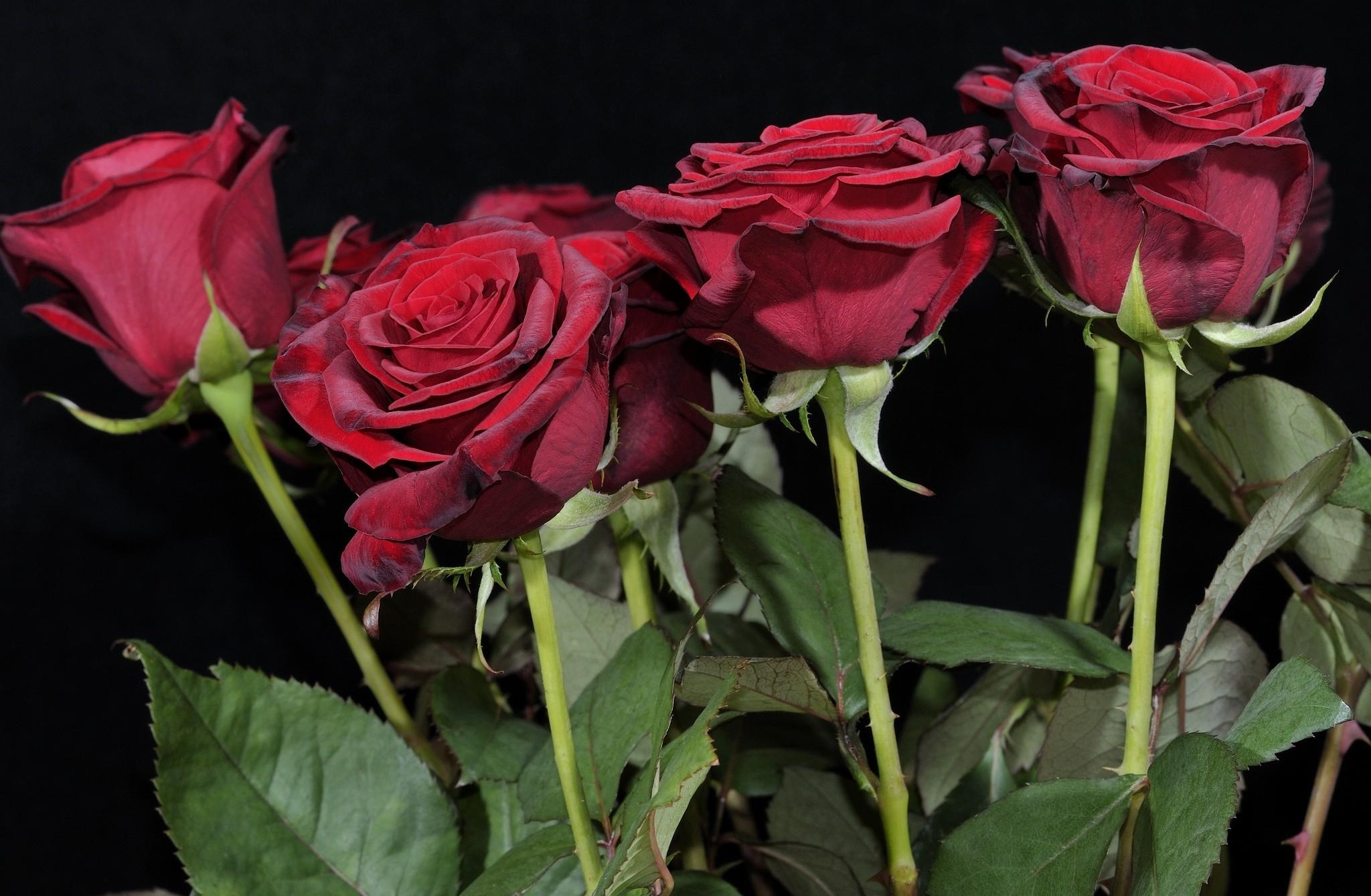 76601 descargar fondo de pantalla flores, roses, rojo, ramo, fondo negro: protectores de pantalla e imágenes gratis