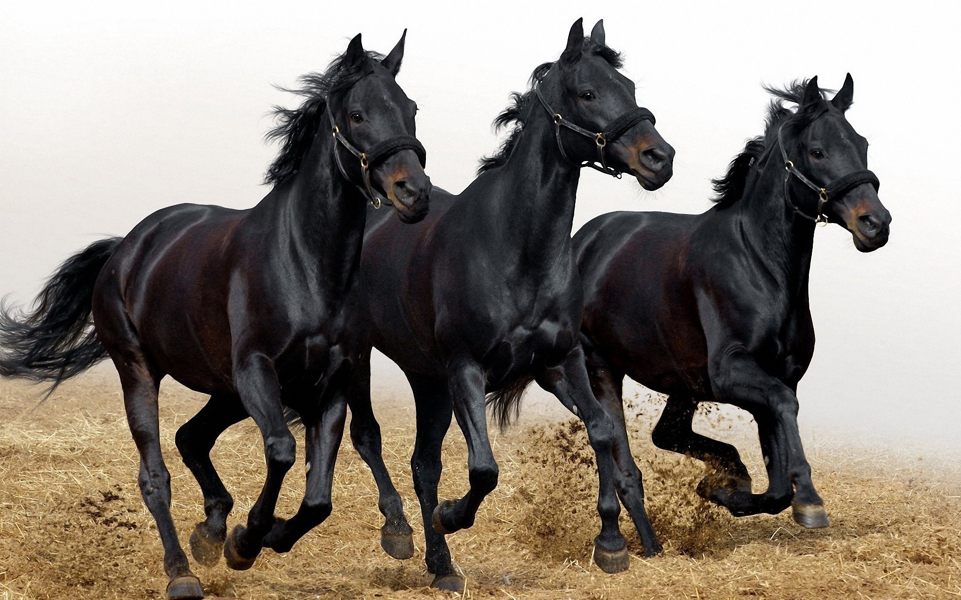 horses, animals 1080p