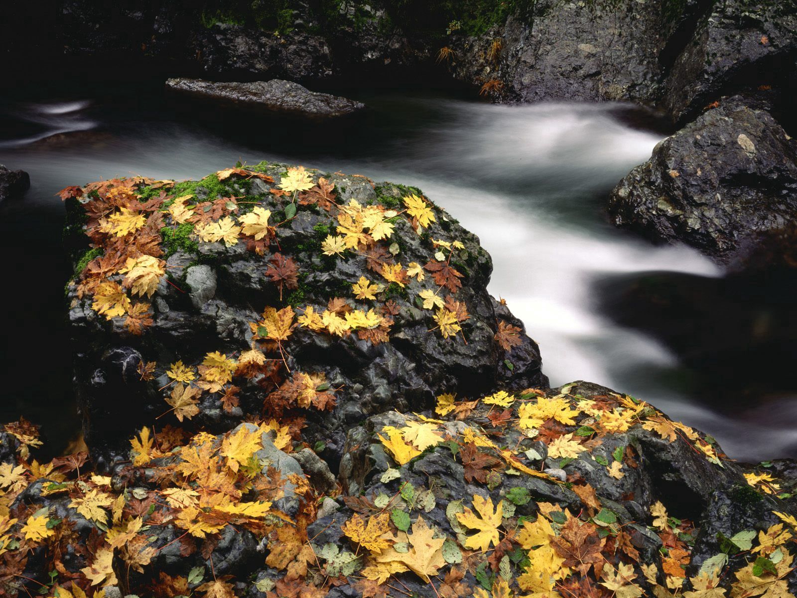 Handy-Wallpaper Natur, Trocken, Stones, Blätter, Wasser, Herbst kostenlos herunterladen.