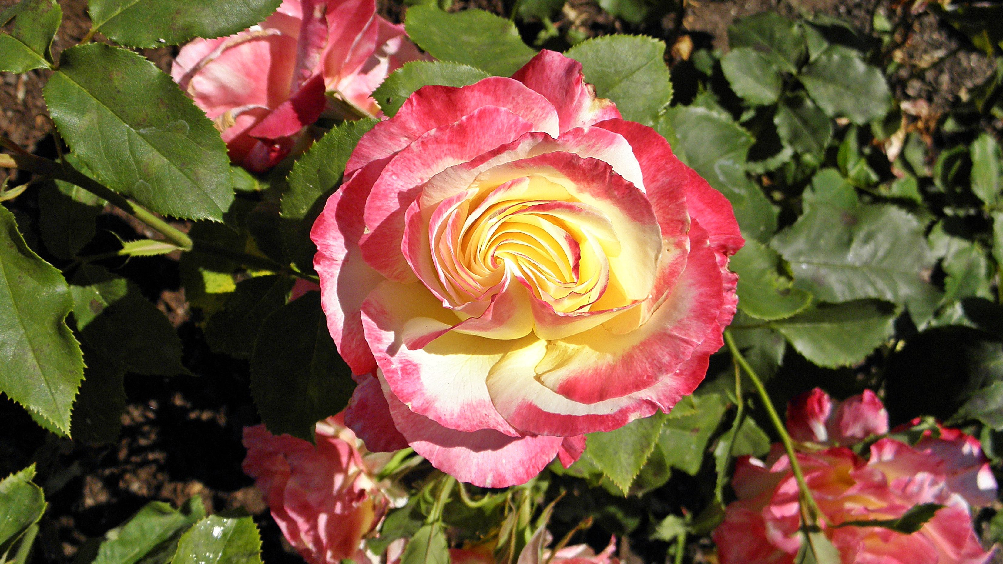 Роза эрз / Rose Earth