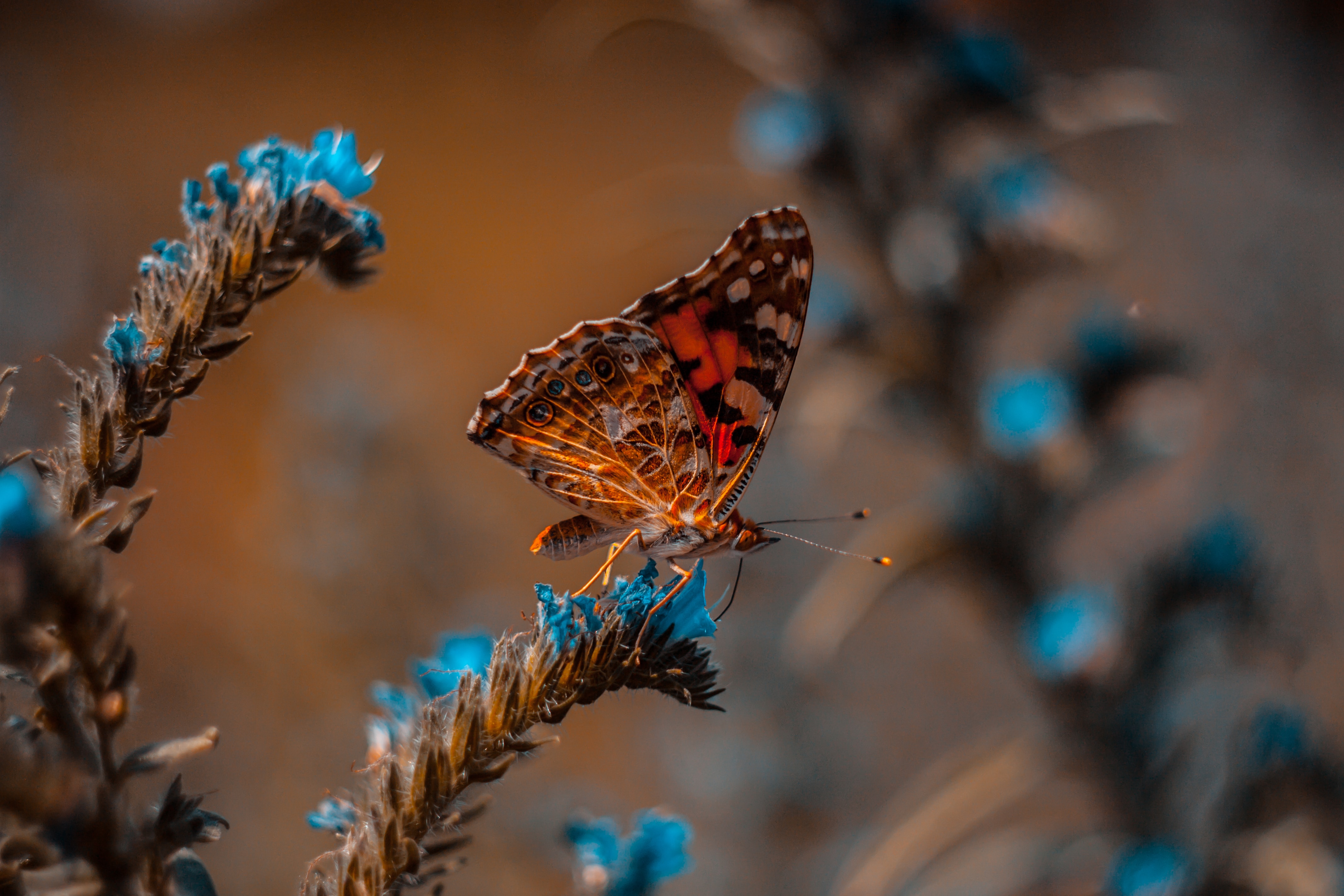 flower, butterfly, macro, insect HD wallpaper
