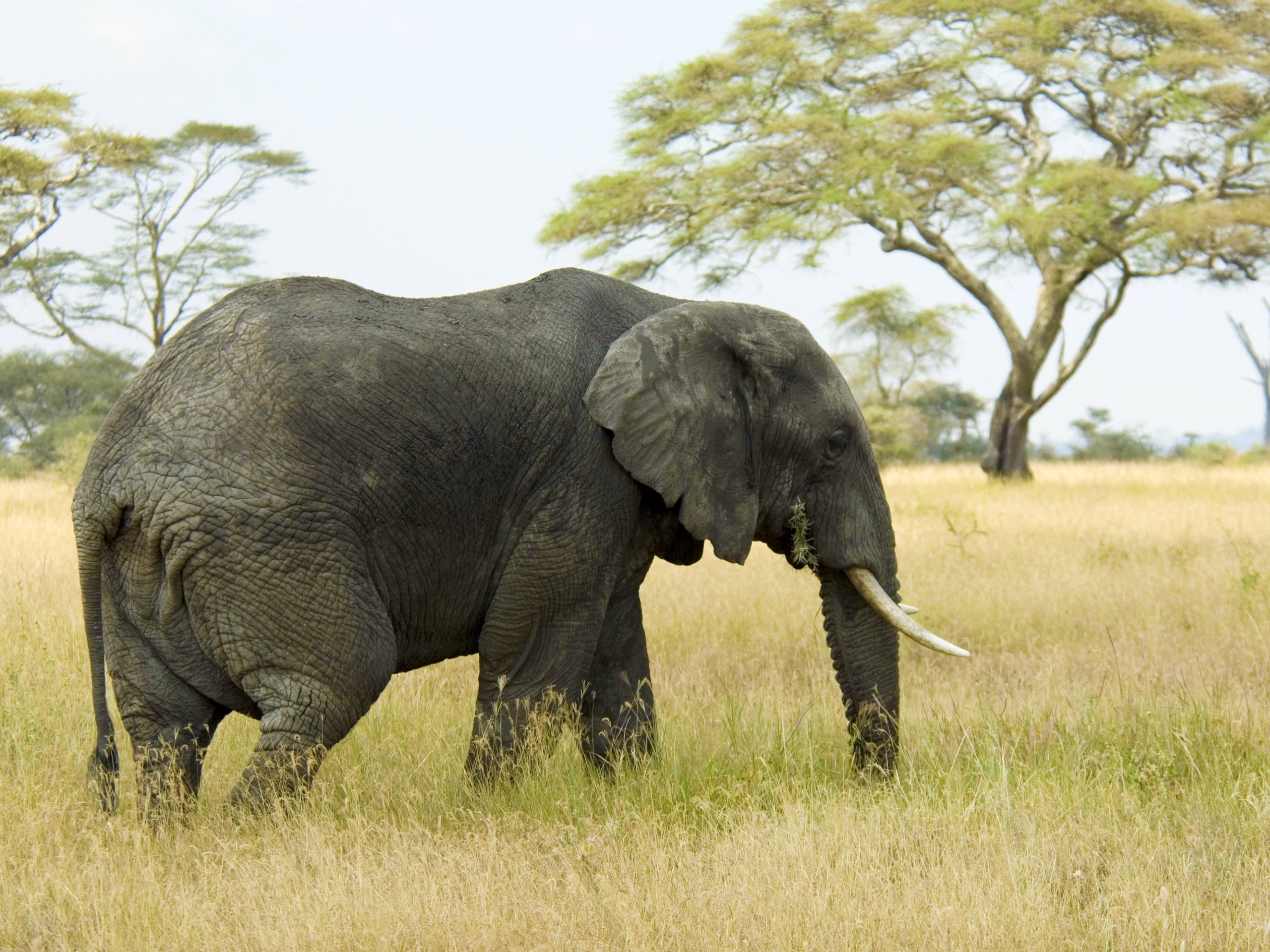 Скачать обои бесплатно Слон, Прогулка, Трава, Животные, Поле картинка на рабочий стол ПК
