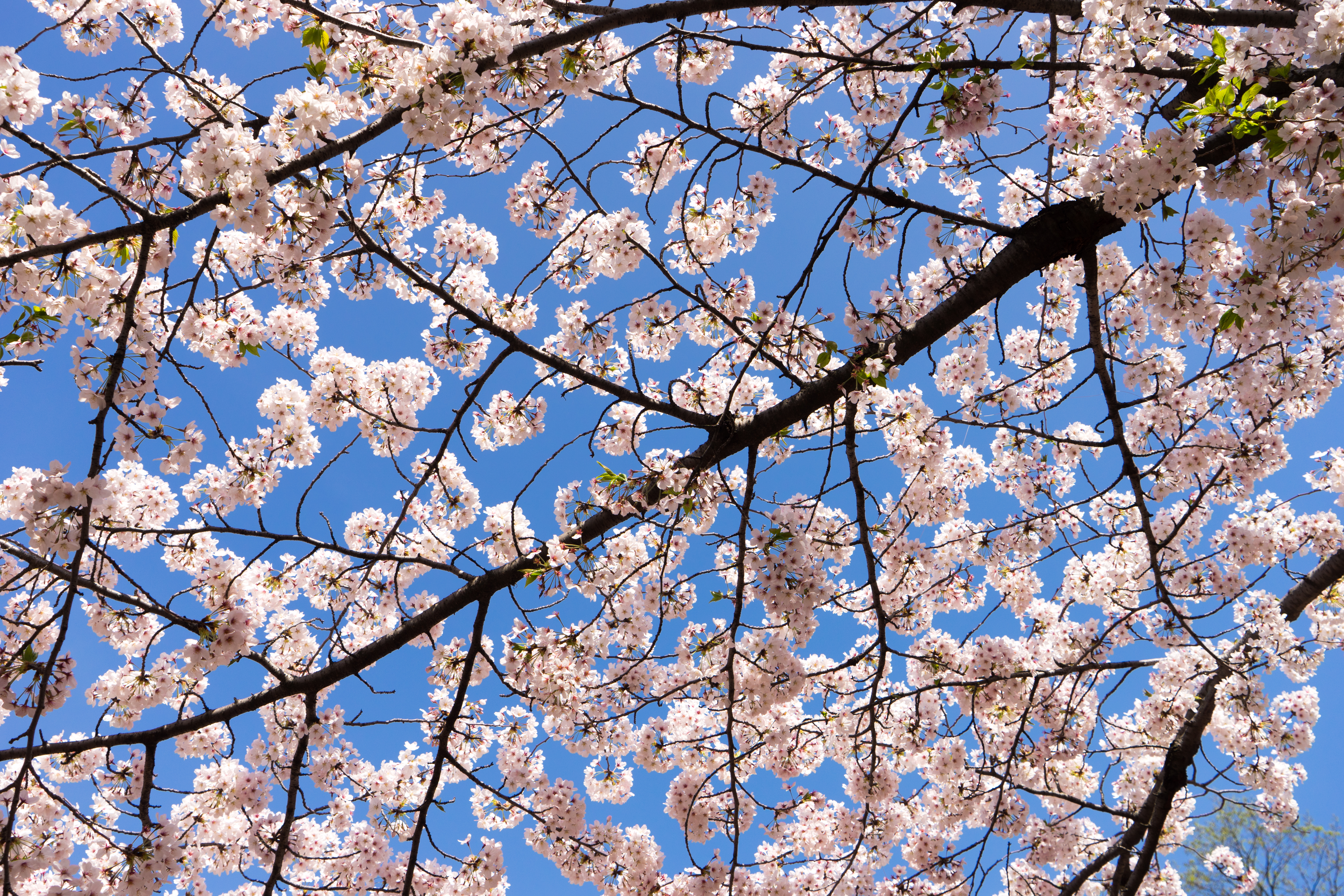 Download mobile wallpaper Branches, Flowers, Spring, Cherry for free.