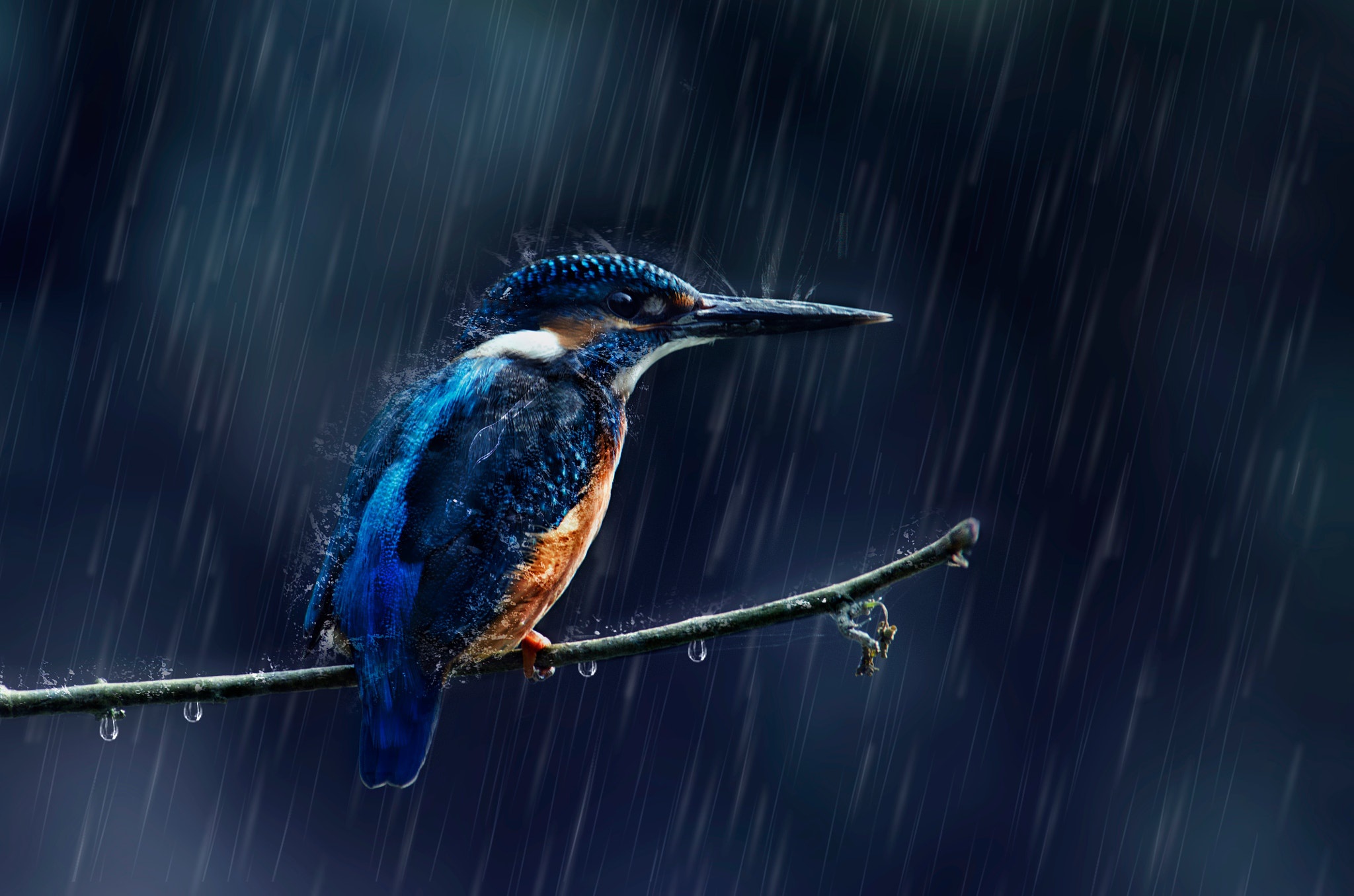 branch, rain, kingfisher, animal, bird, birds mobile wallpaper