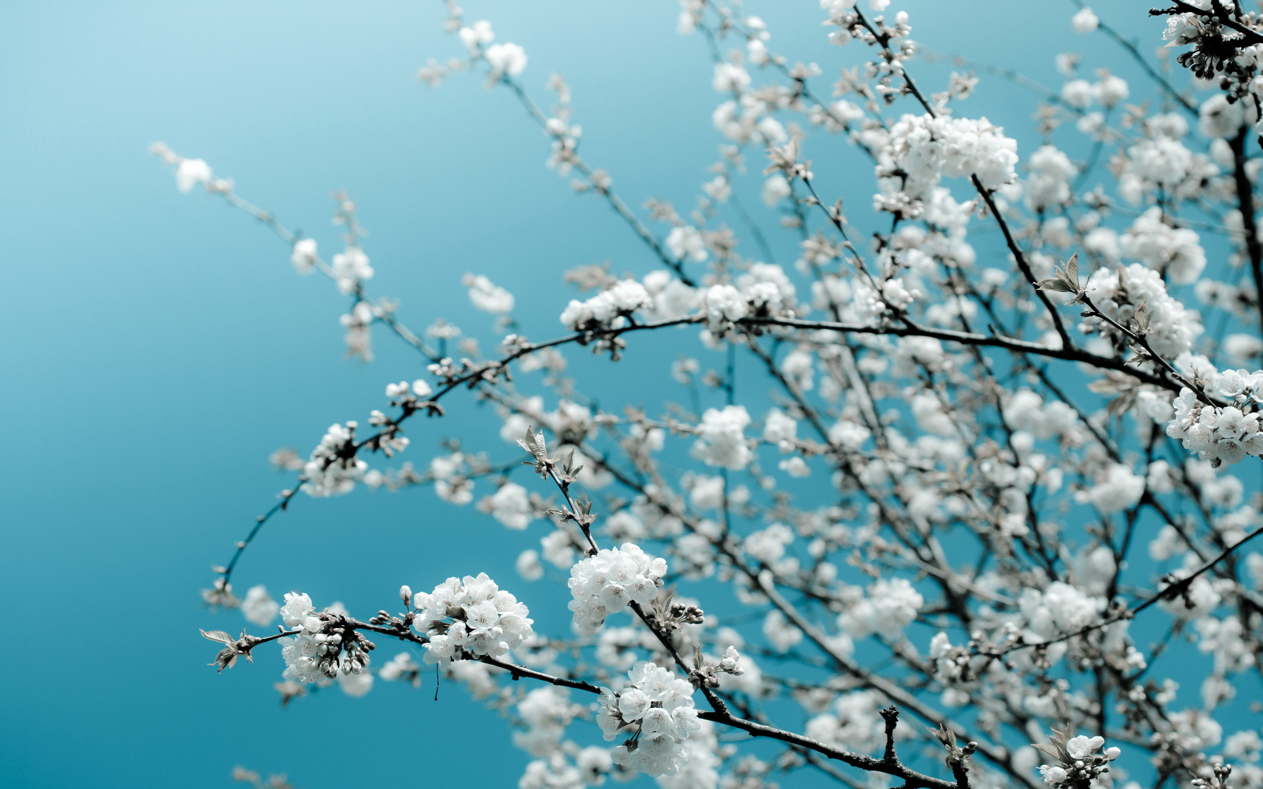 Download mobile wallpaper Cherry Blossom, Blossom, Sakura, Spring, Flowers, Earth for free.