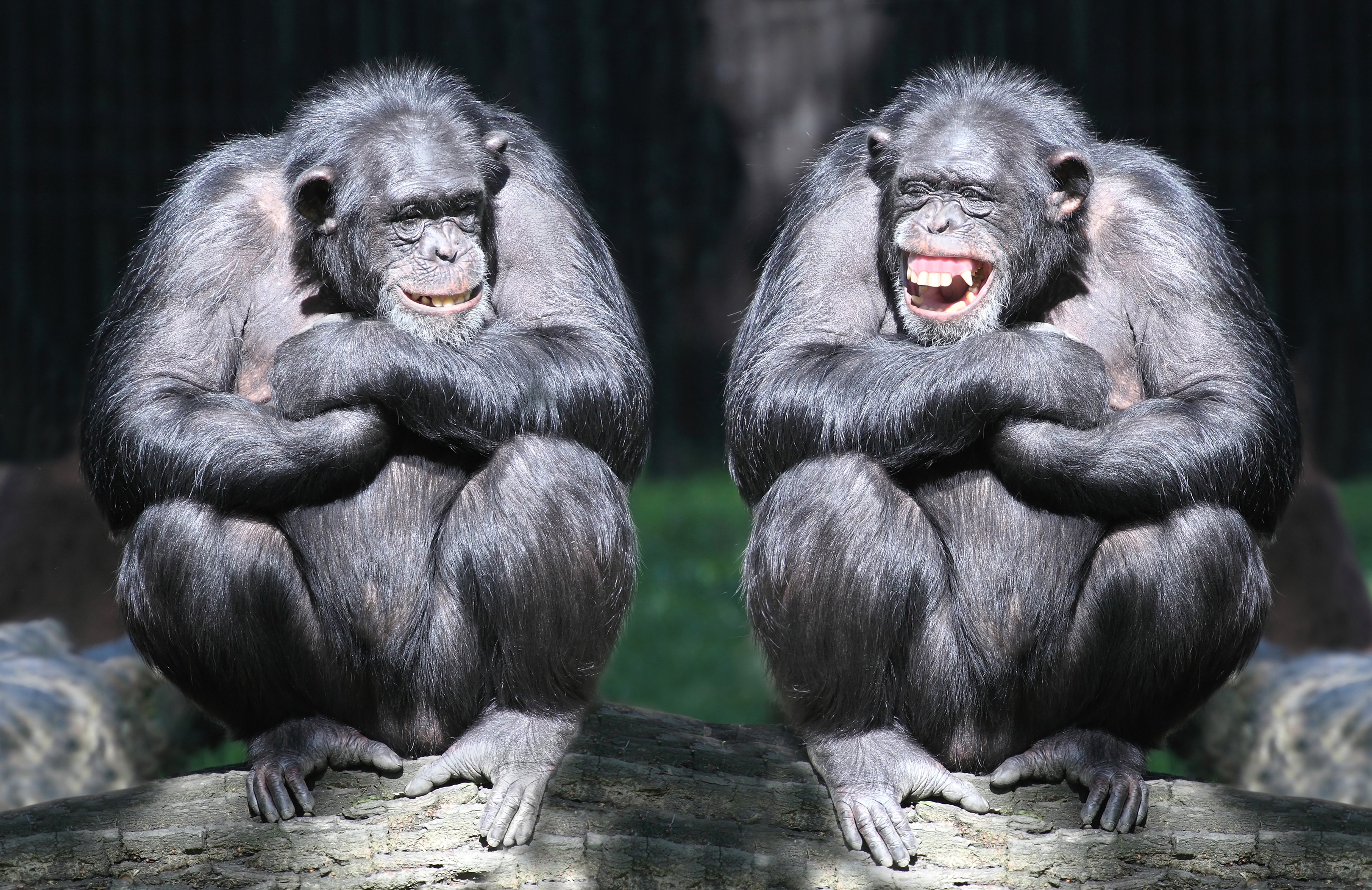 376218 Bild herunterladen tiere, bonobos, affe, affen, lächeln - Hintergrundbilder und Bildschirmschoner kostenlos