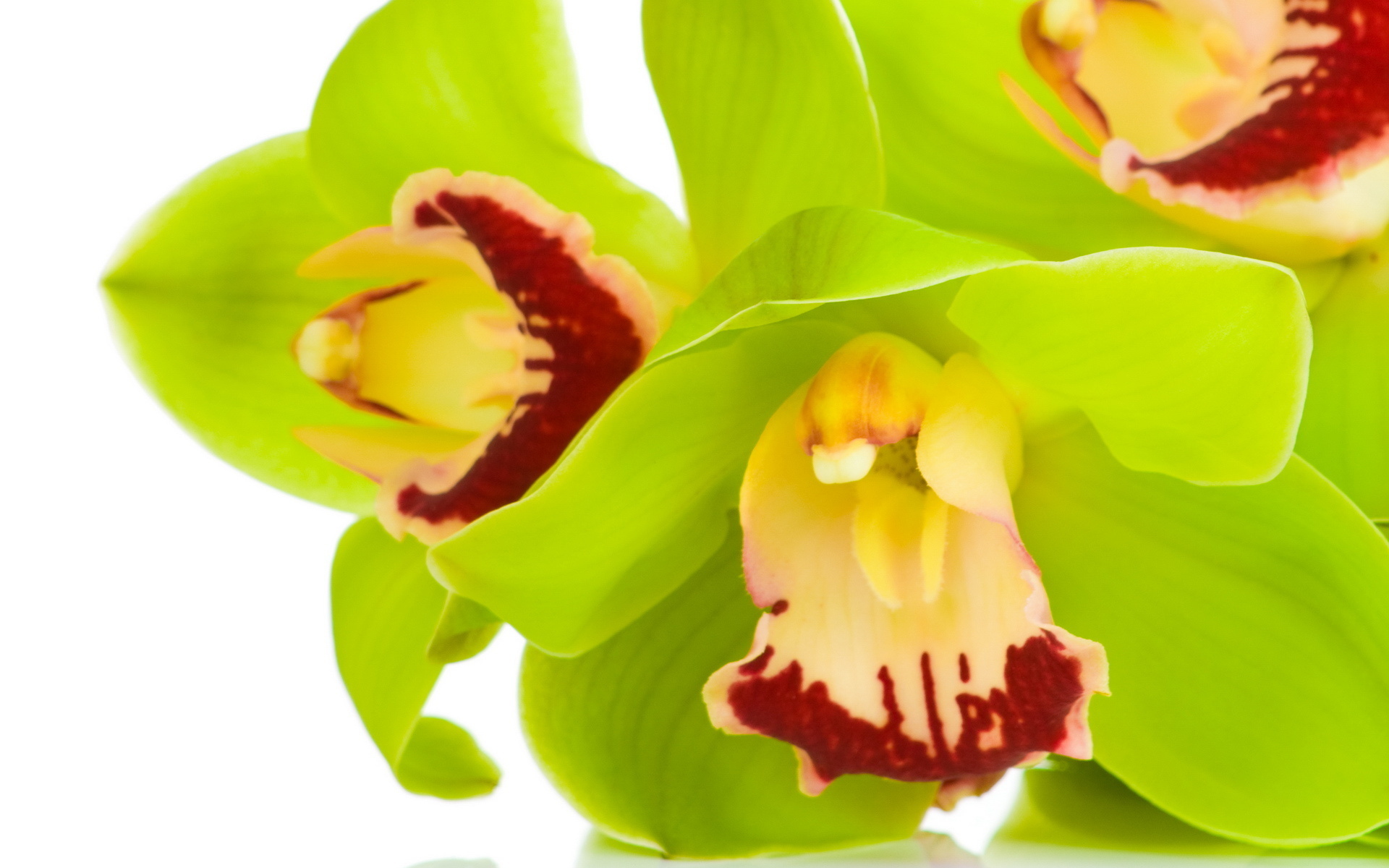 Орхидея Цимбидиум микс 80