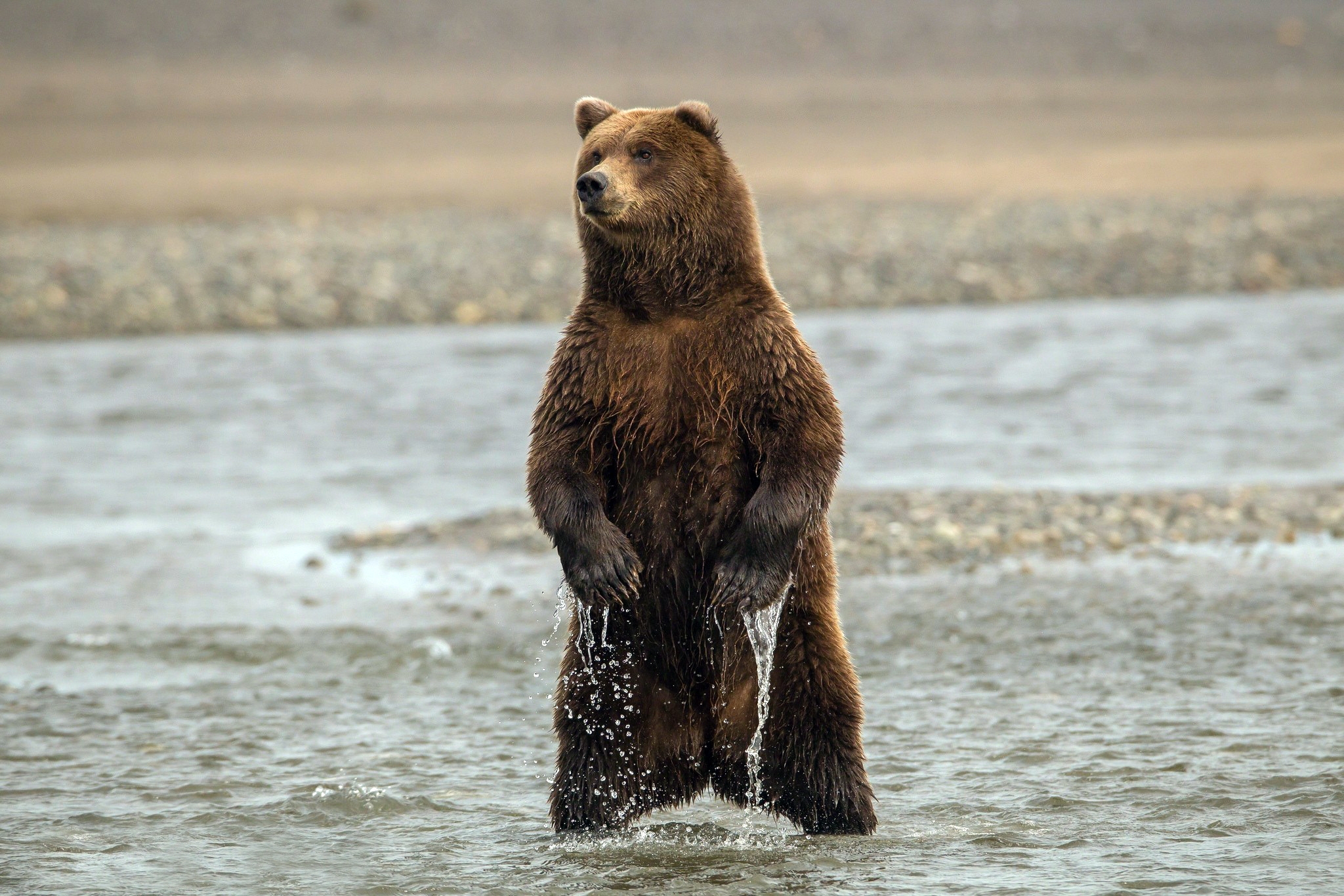 HD wallpaper bear, animals, sea, wet, to stand, stand