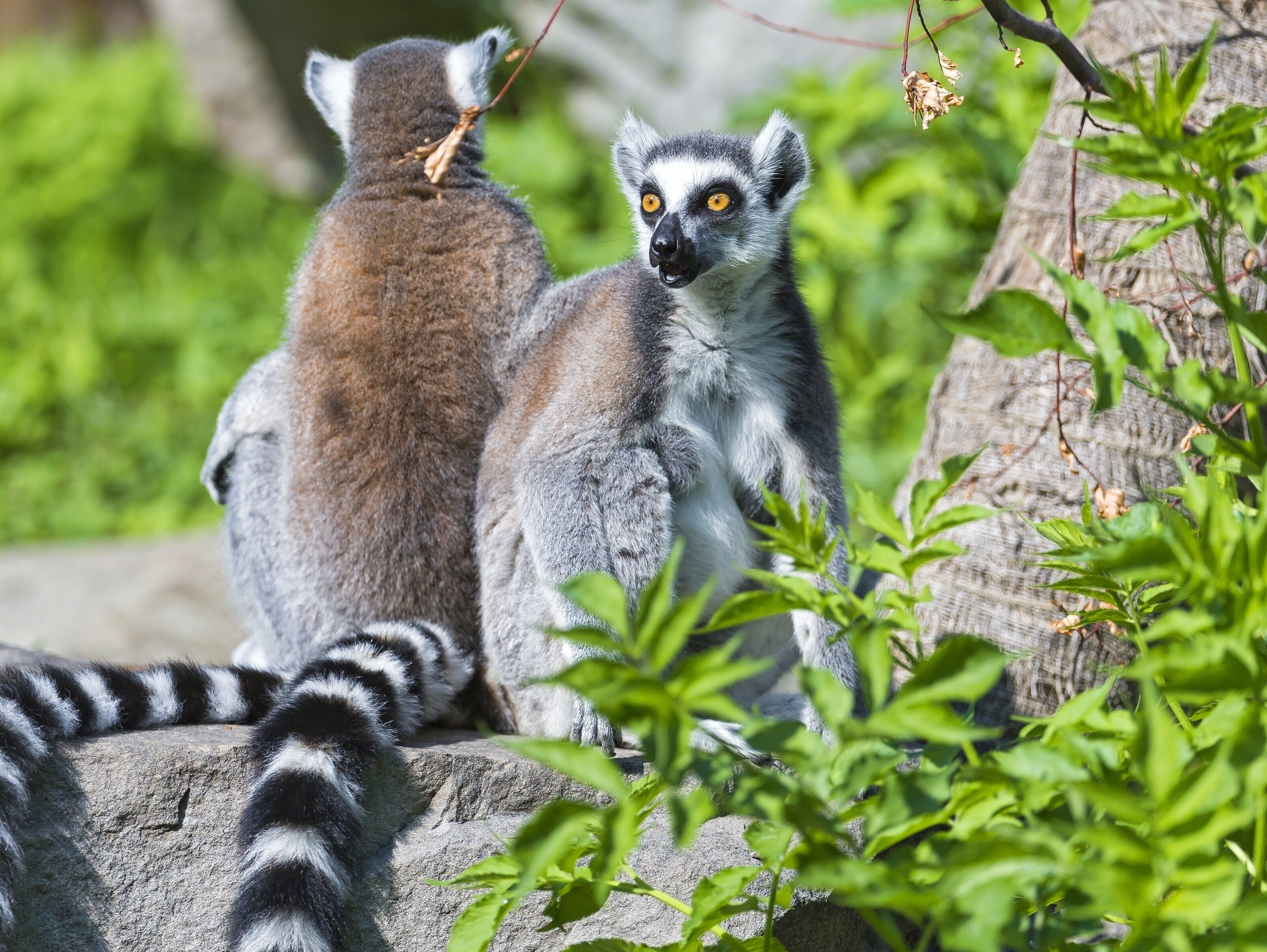 303225 Bild herunterladen tiere, lemur, affen - Hintergrundbilder und Bildschirmschoner kostenlos