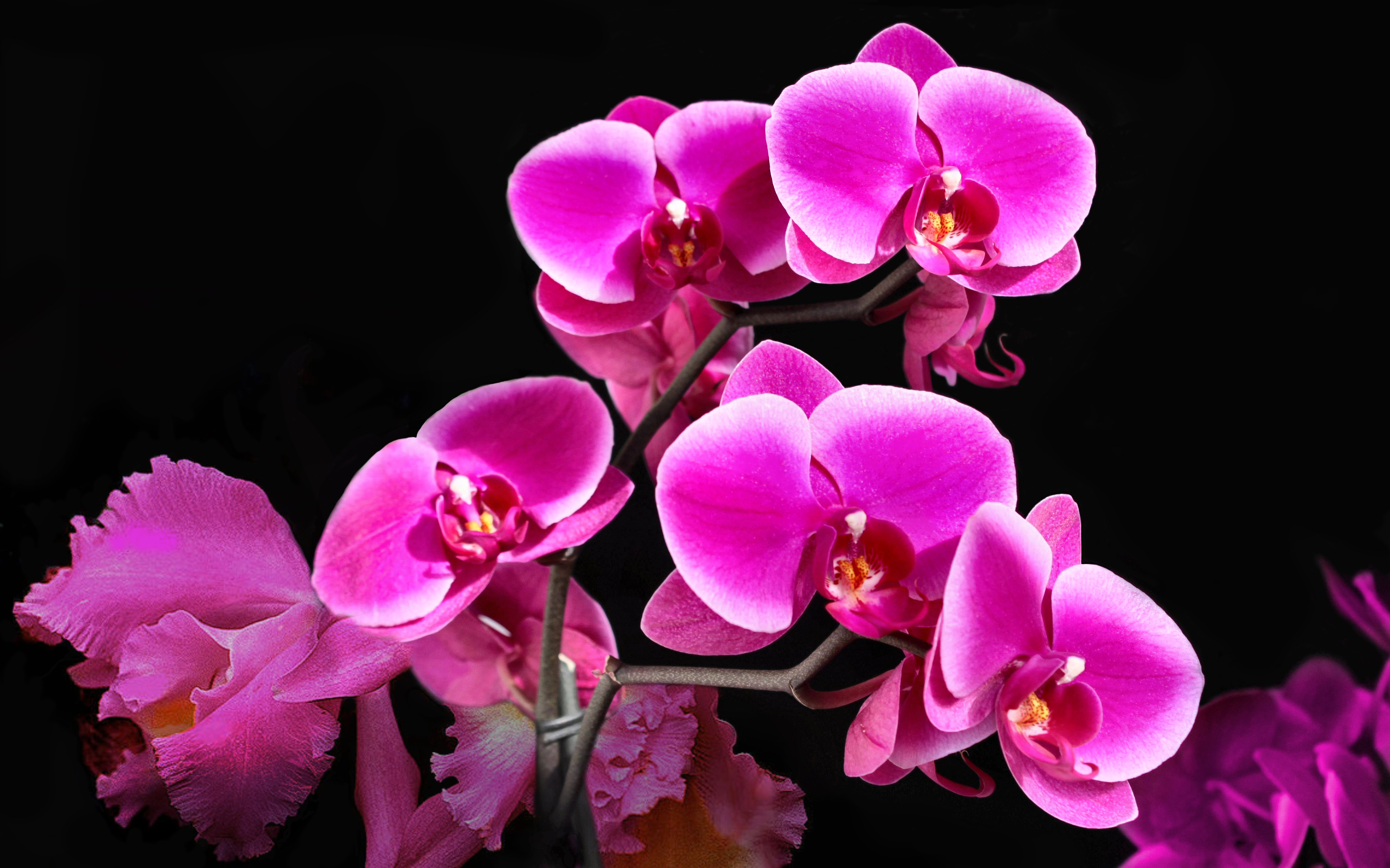 330888 baixar papel de parede terra/natureza, orquídea, flor, flor rosa, flores - protetores de tela e imagens gratuitamente