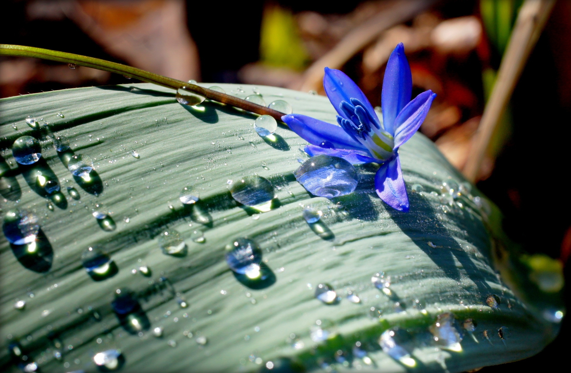 drops, nature, flowers, flower, leaflet High Definition image